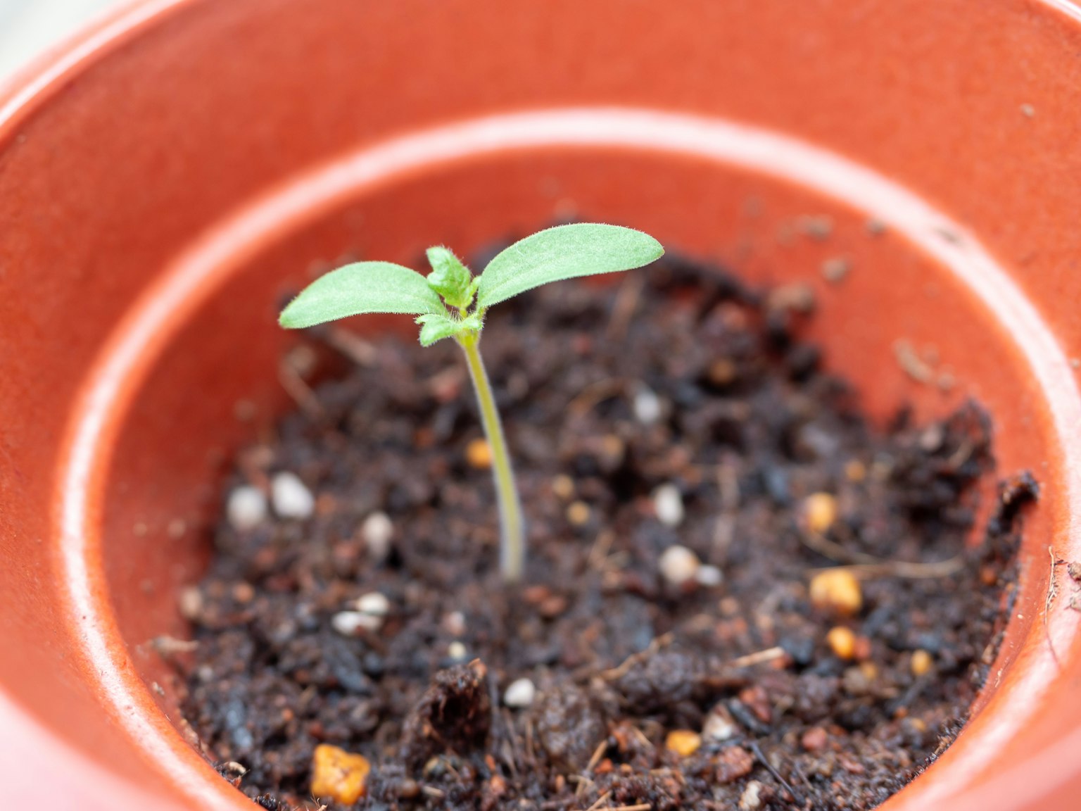 Sebuah bibit kecil muncul dari tanah dalam pot terracotta