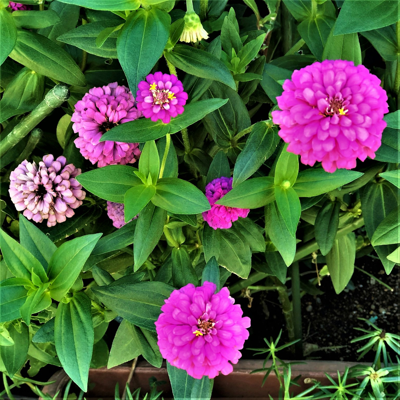 Fiori di zinnia rosa vivaci che fioriscono tra le foglie verdi