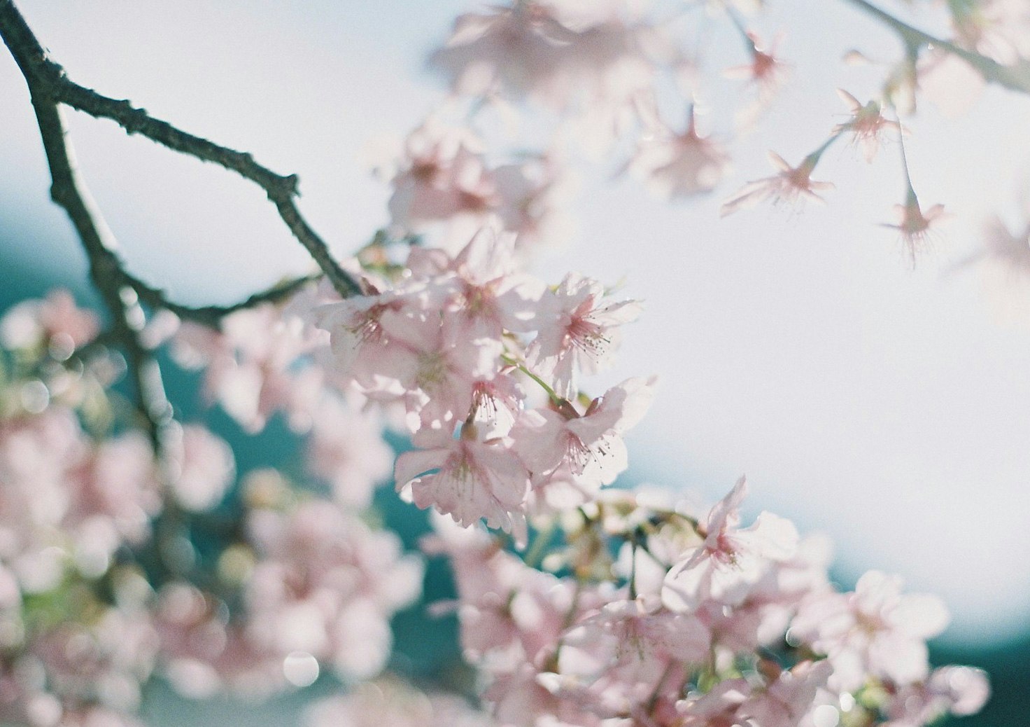 桜の花びらが舞う枝先のマクロ感