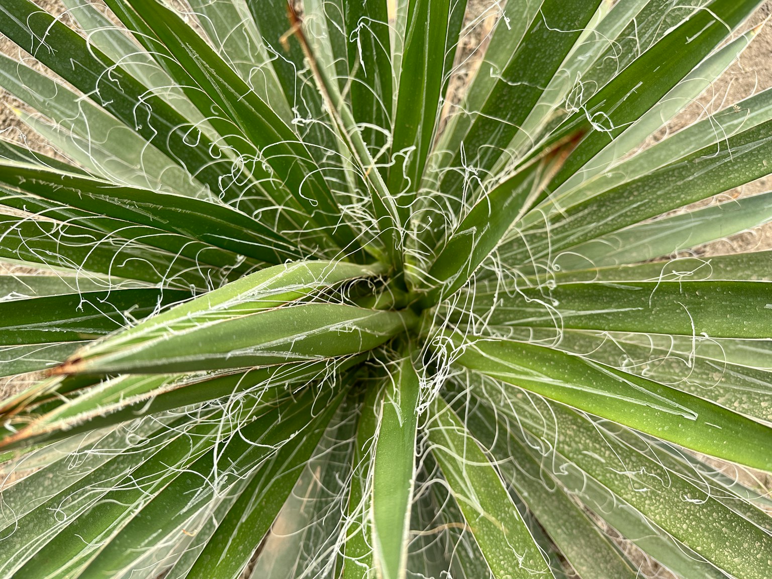 Une plante avec des feuilles vertes rayonnantes et des fibres blanches distinctives au centre