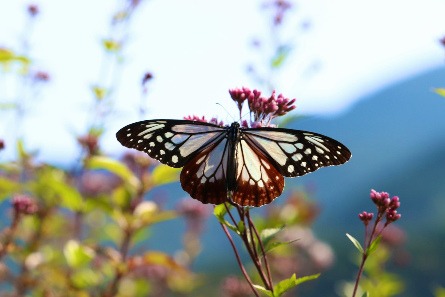 Ein lebendiger Schmetterling, der auf Blumen sitzt