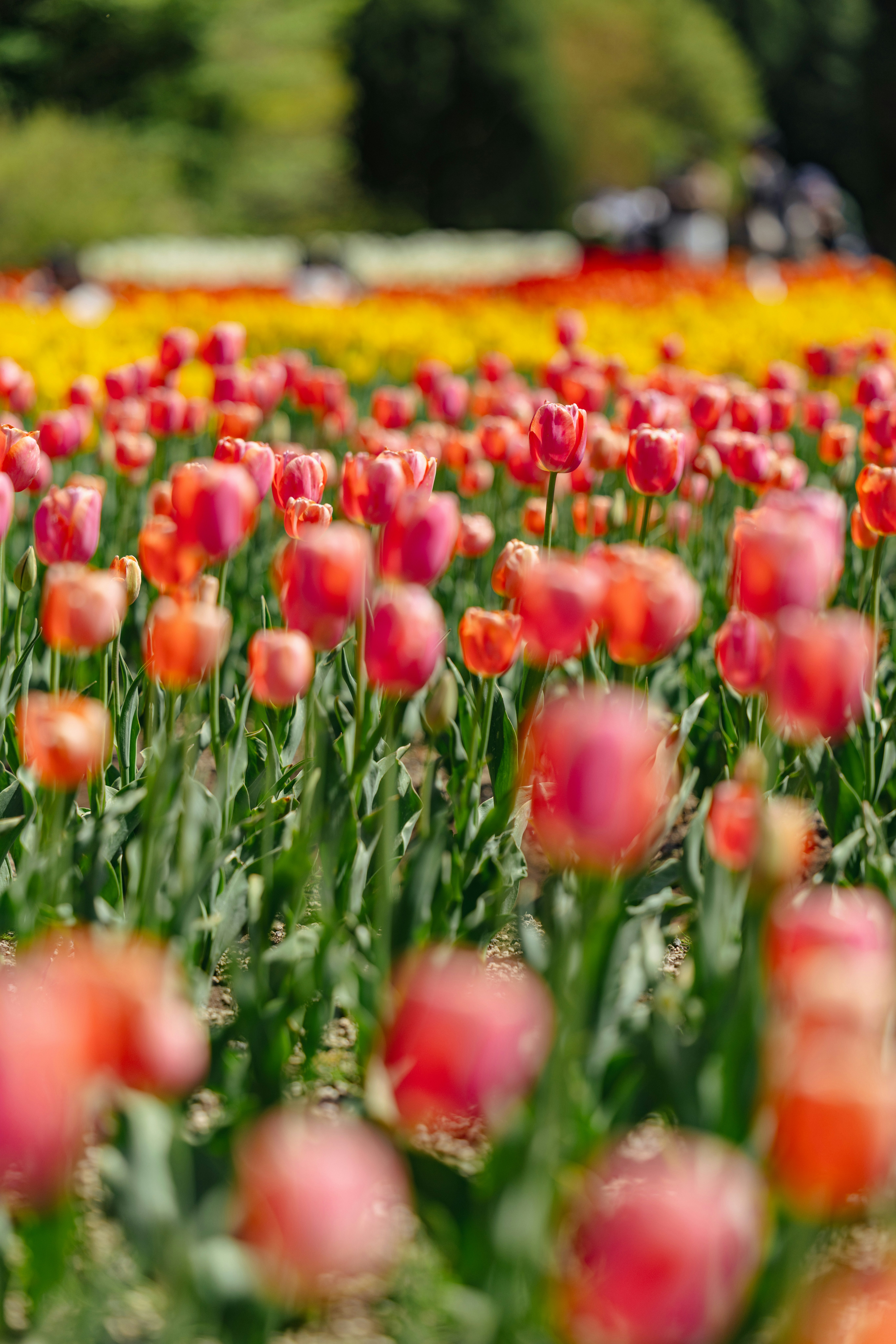 チューリップ畑の花が咲き並ぶ風景