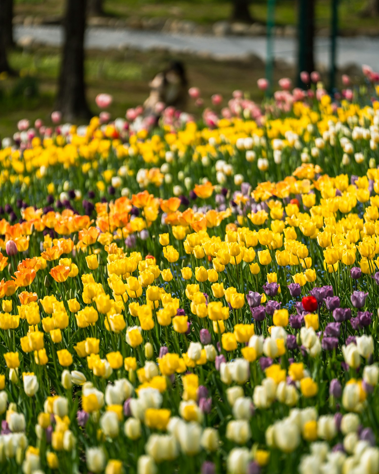 Ein lebhaftes Tulpenfeld mit verschiedenen Farben und einer Person im Hintergrund