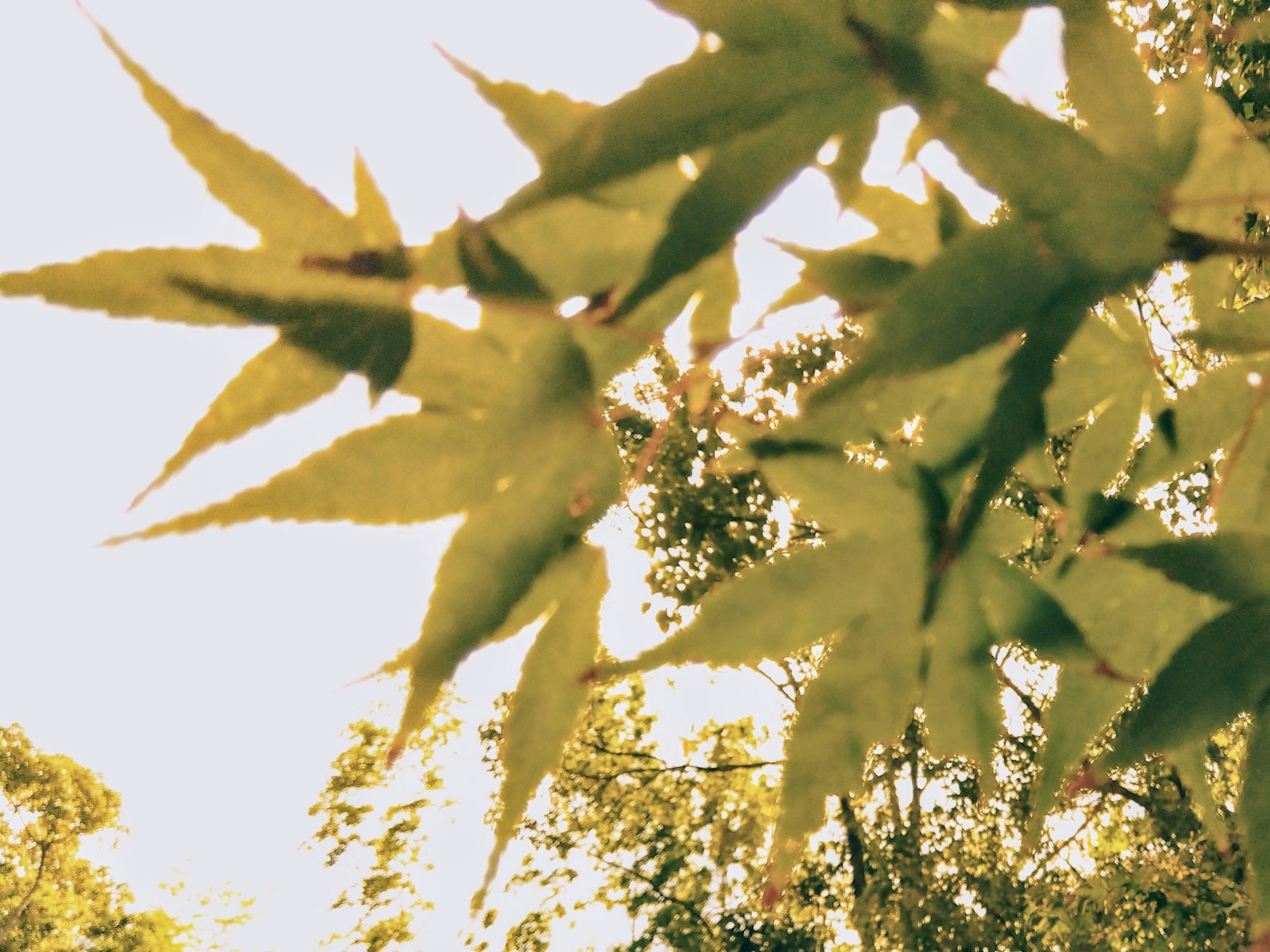 自然環境中樹木間可見的綠色楓葉