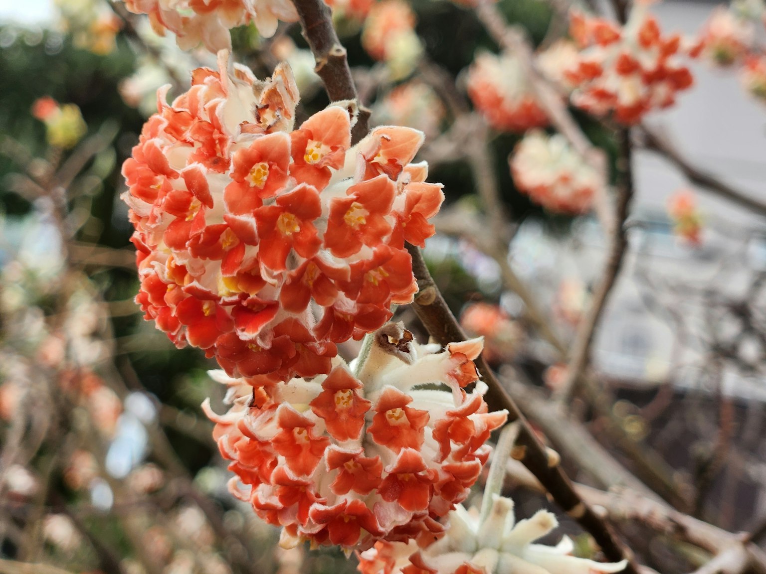 Primer plano de flores naranjas y blancas vibrantes que florecen en una rama