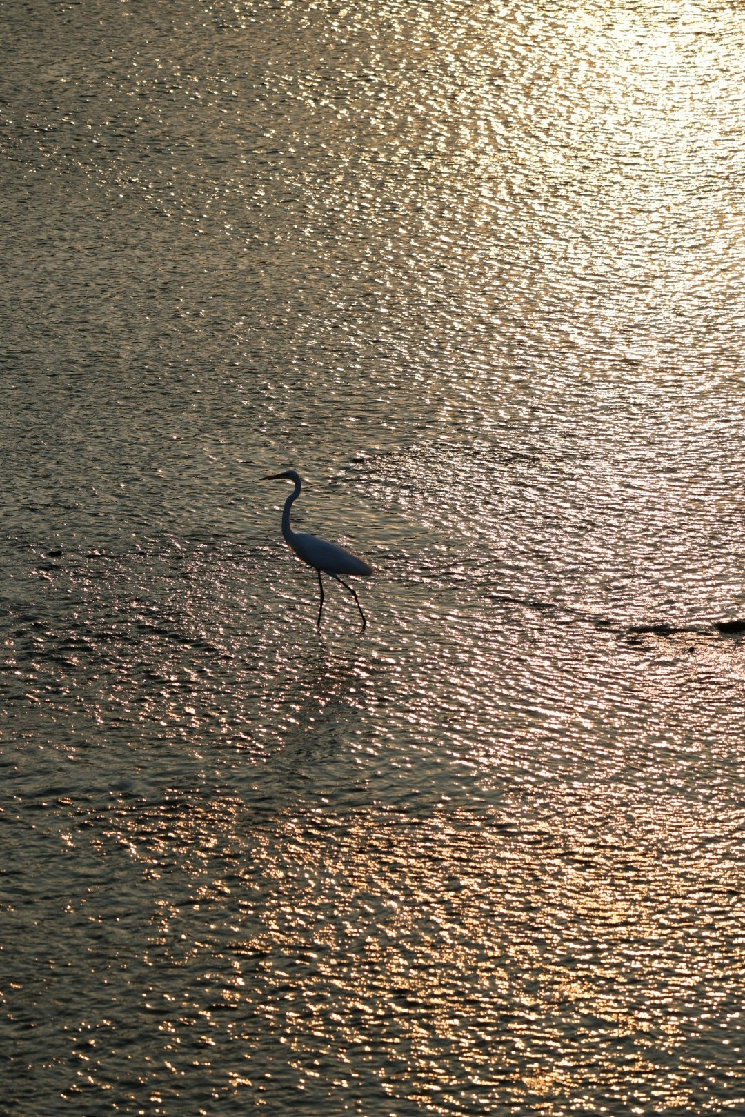 夕暮れの水面に浮かぶ白い鳥