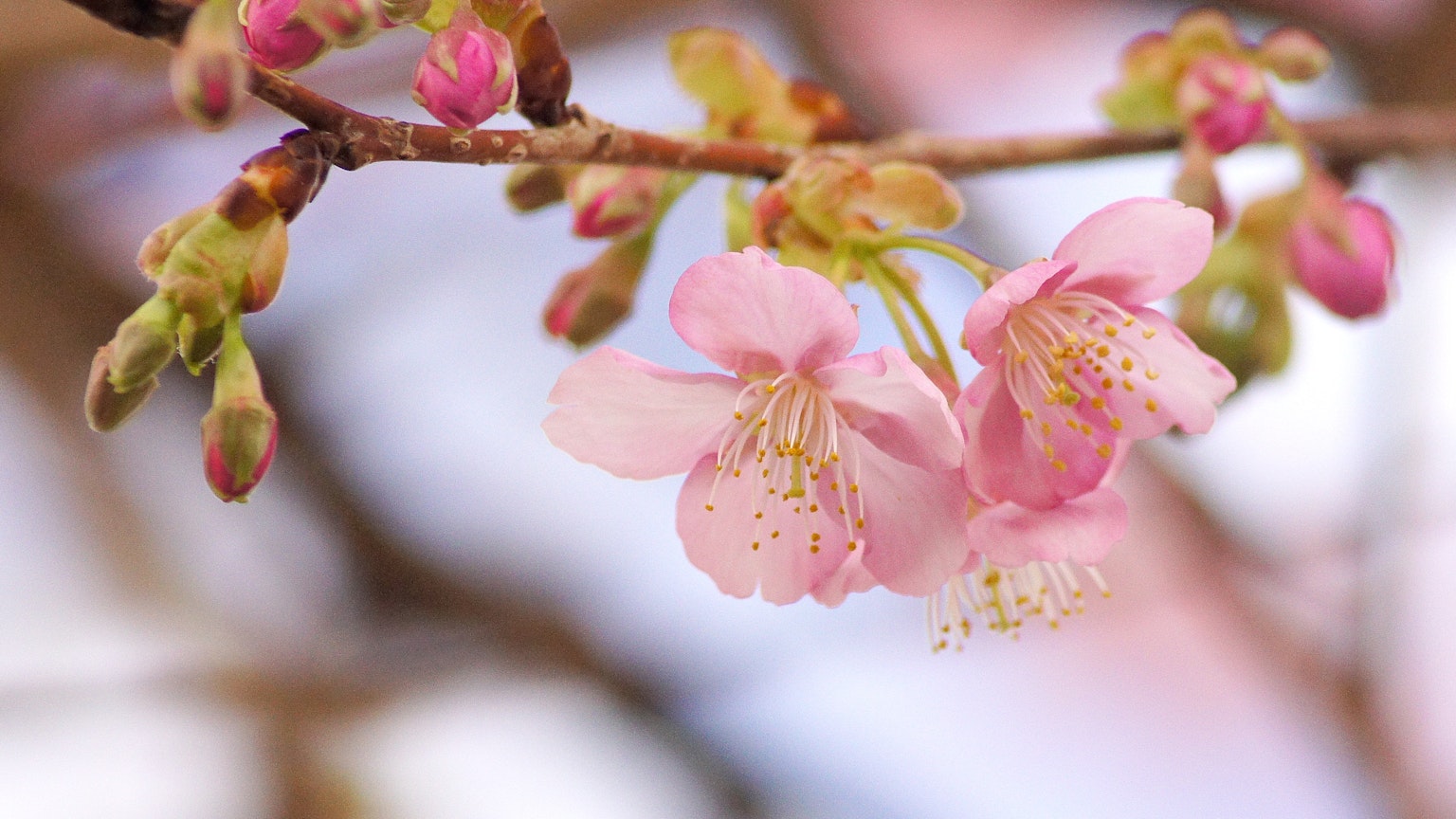 樱花树枝特写，粉色花瓣和花蕾