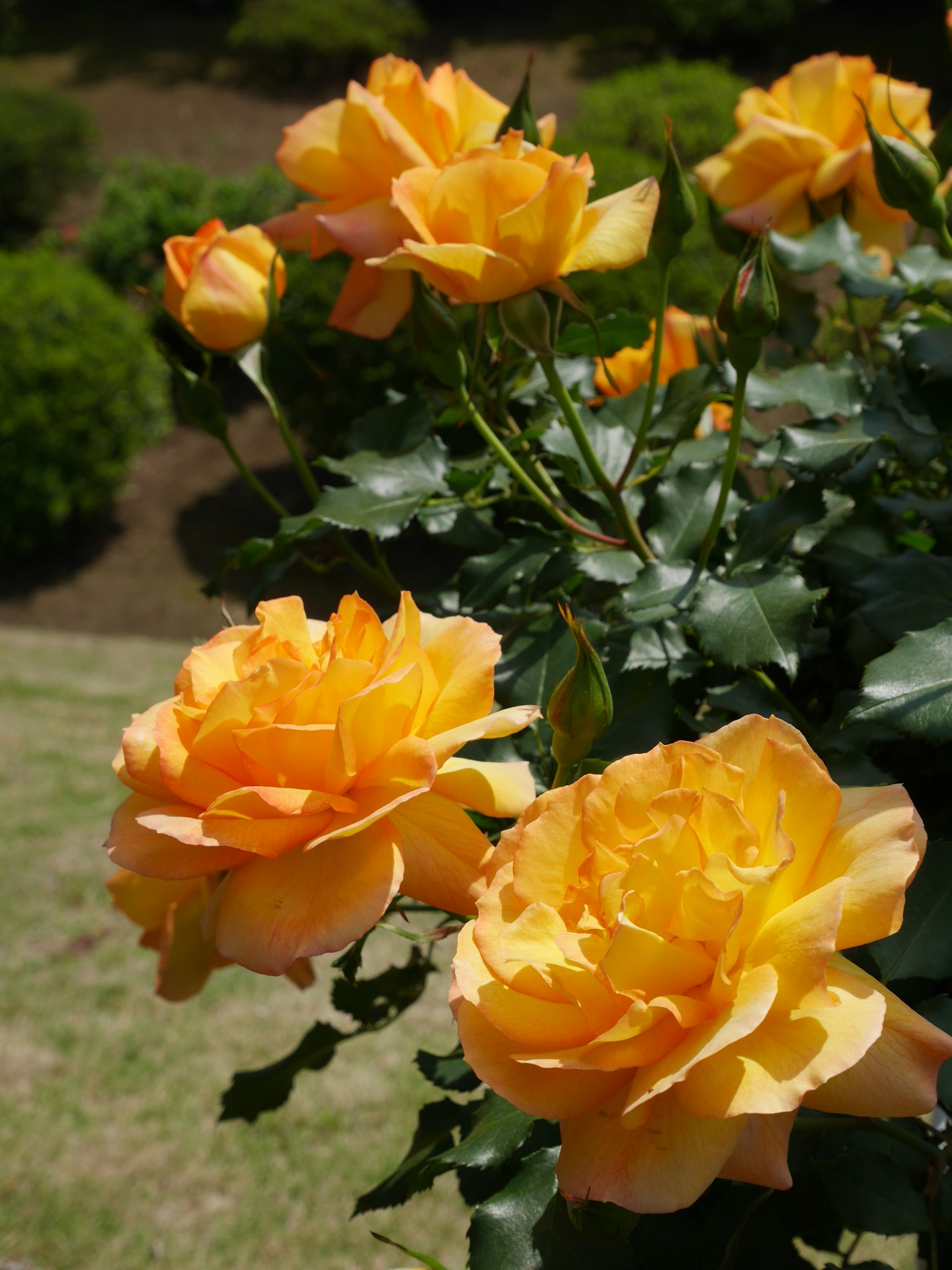 Primer plano de rosas naranjas vibrantes con hojas verdes exuberantes al fondo