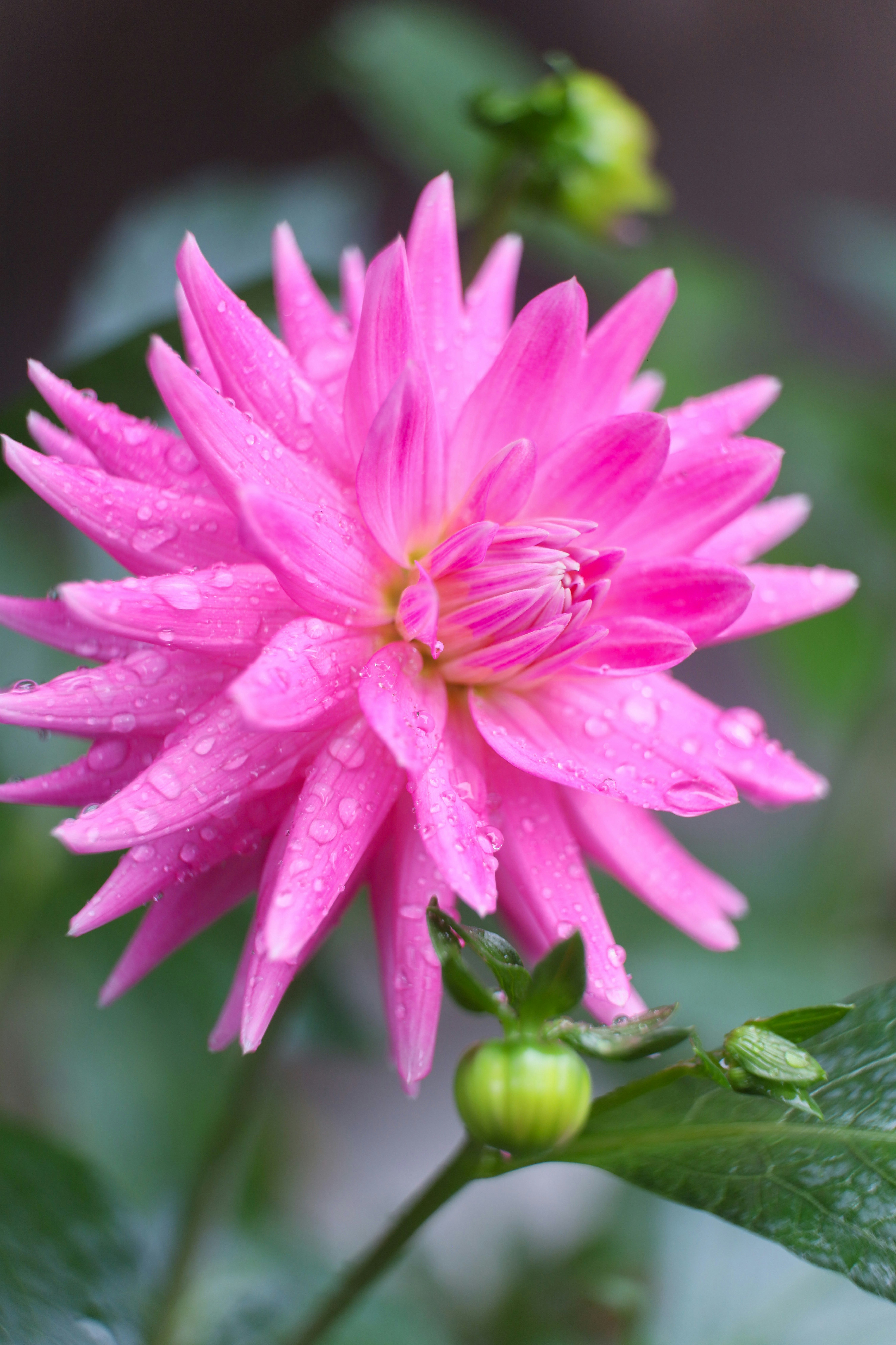 ピンクのダリアの花に雨粒がついたマクロ画像