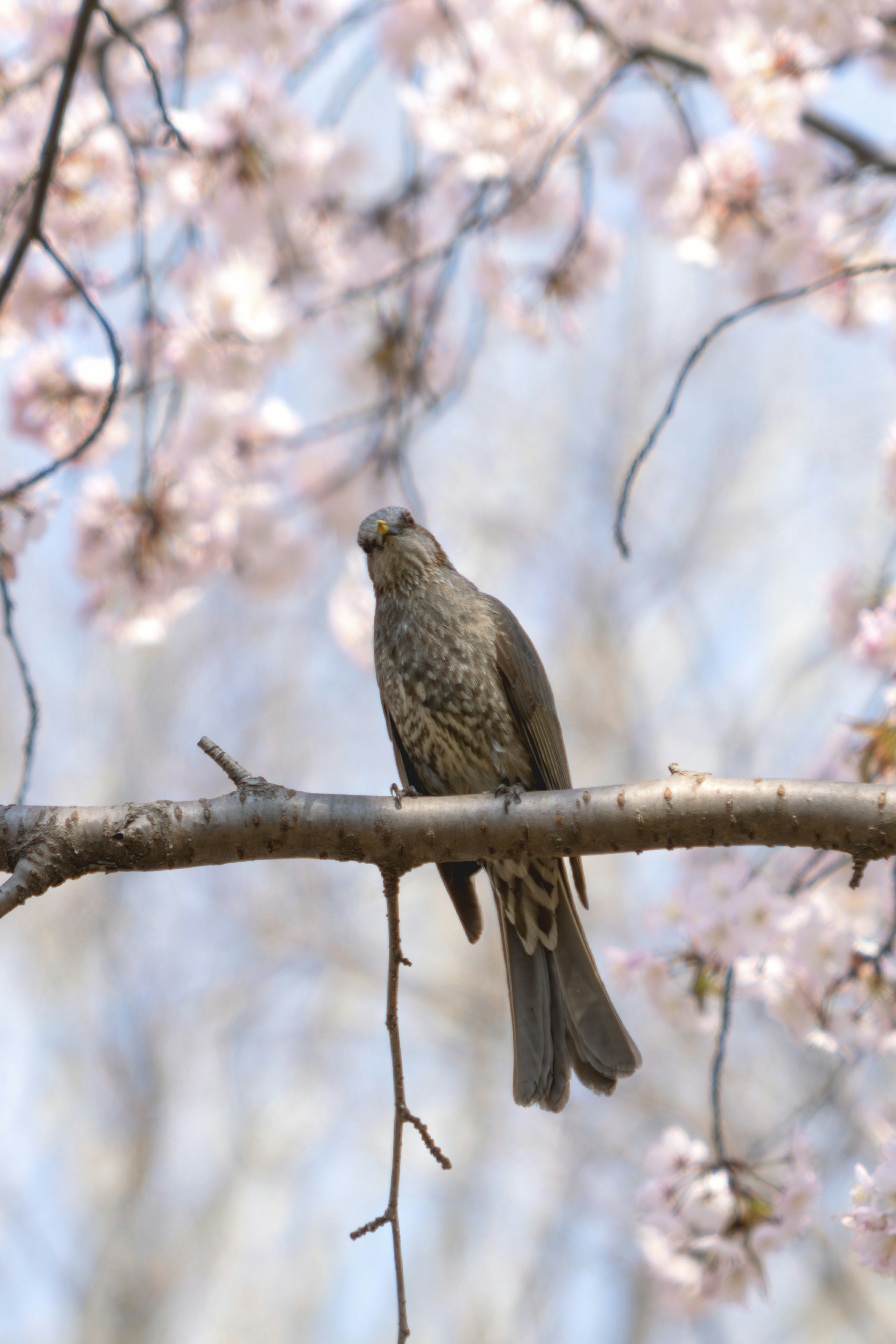桜の枝にとまる猛禽の鳥