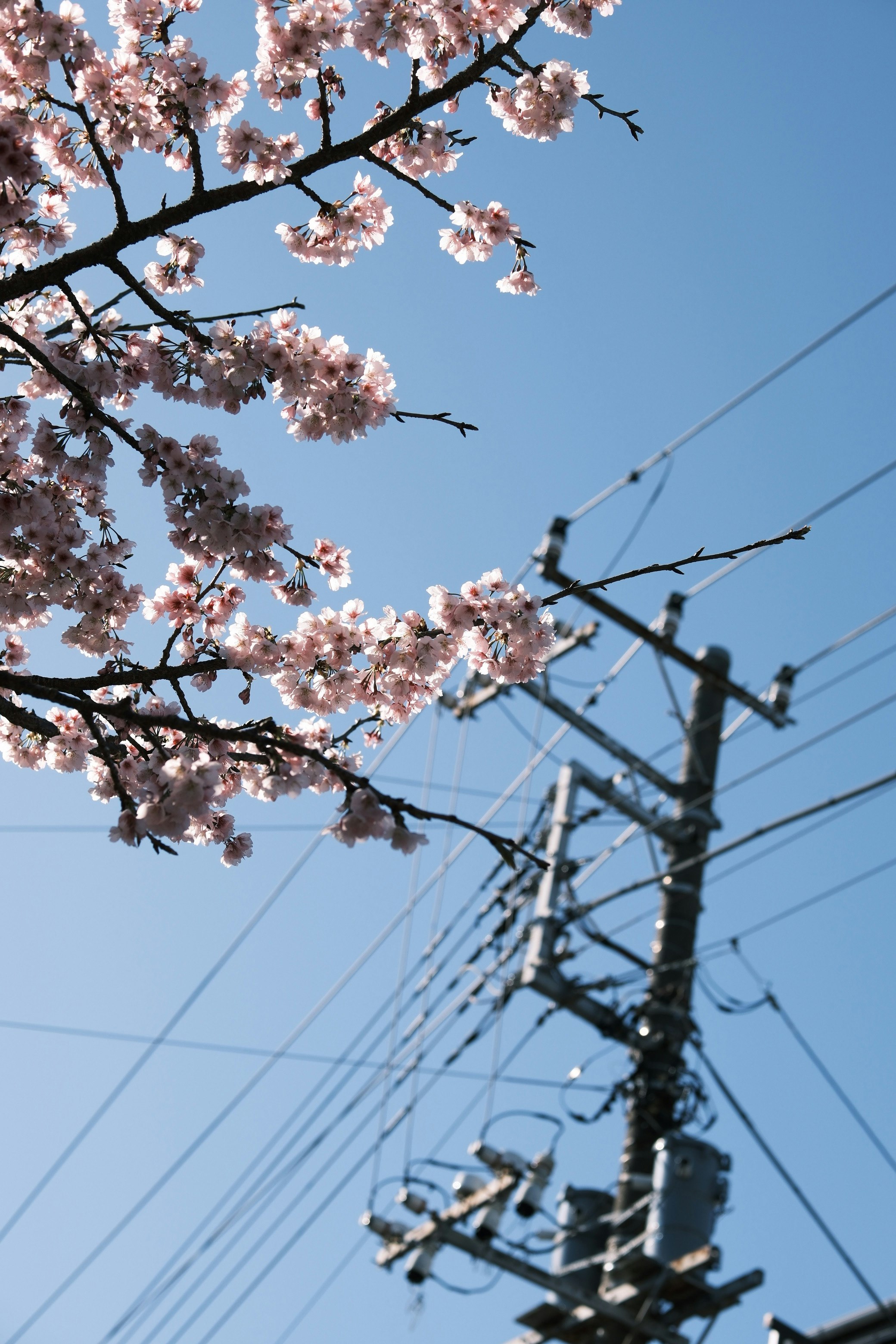 電柱と桜の花が青空に映える春の風景