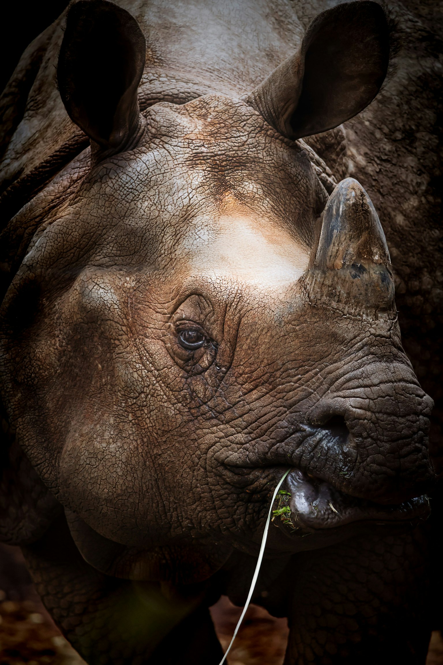 Close-up of a rhinoceros eating grass
