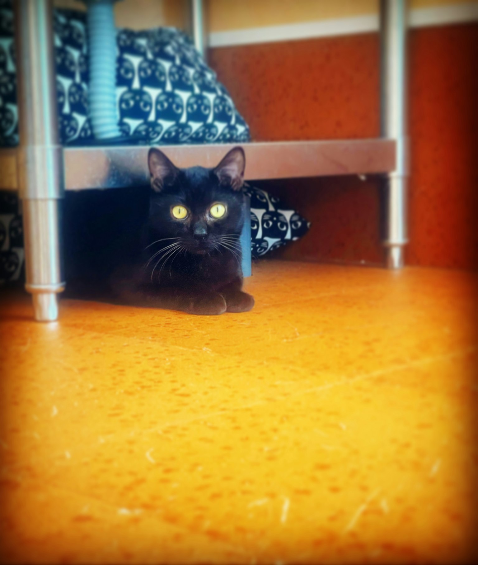 Un chat noir caché sous une étagère avec des yeux jaunes