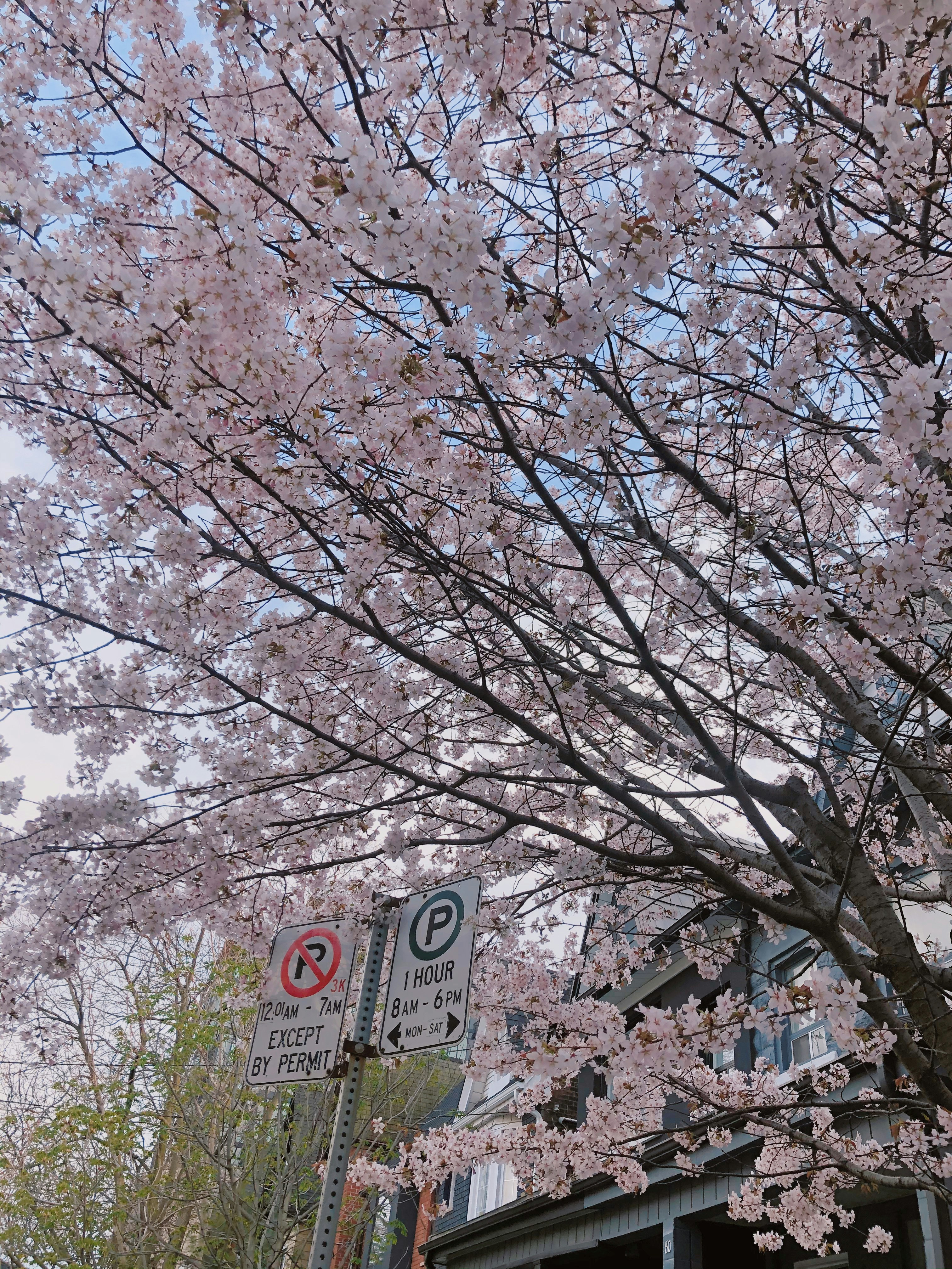 桜の枝と街角の標識が見える風景