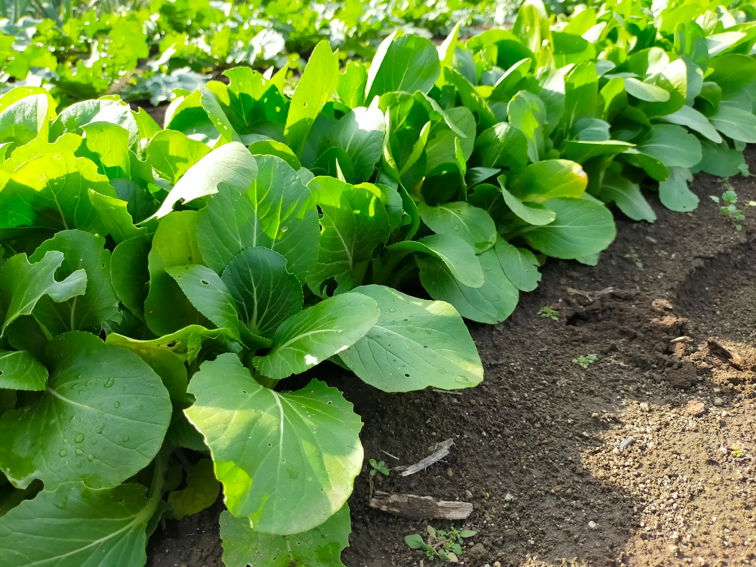 Barisan sayuran berdaun segar yang tumbuh di ladang