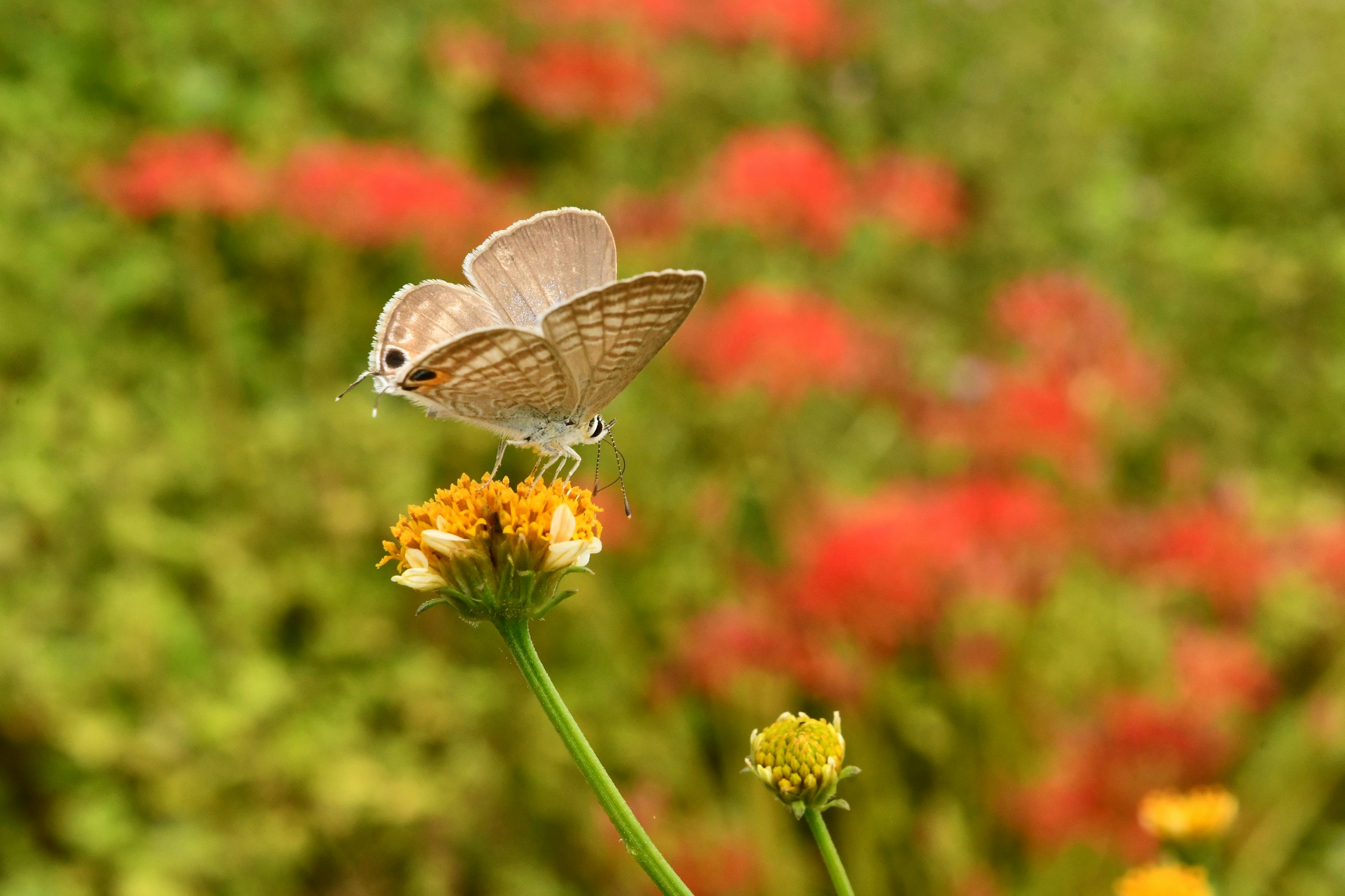 秋の花畑にとまる小さな鳥