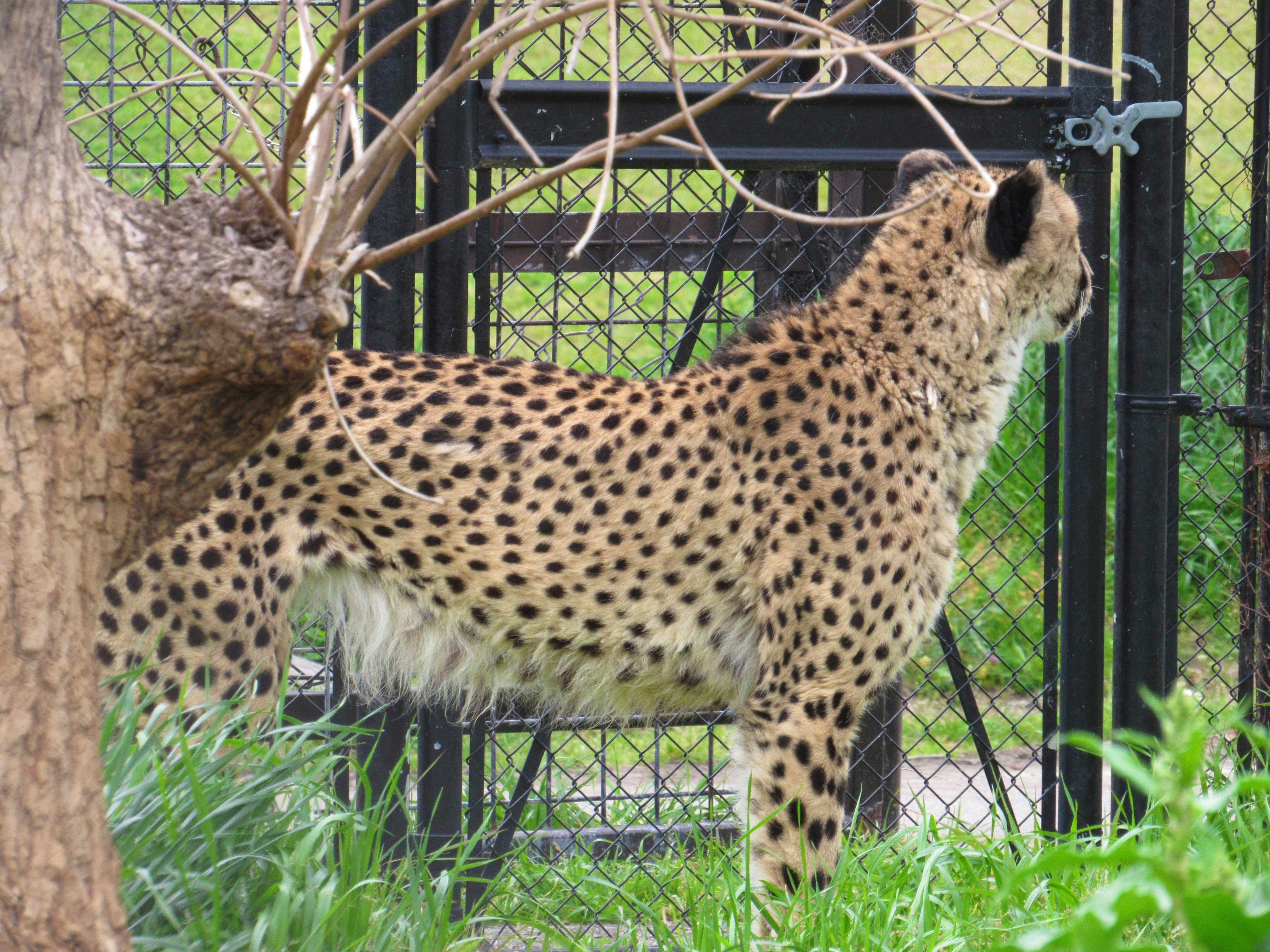 動物園の檻の中にいるヒョウ