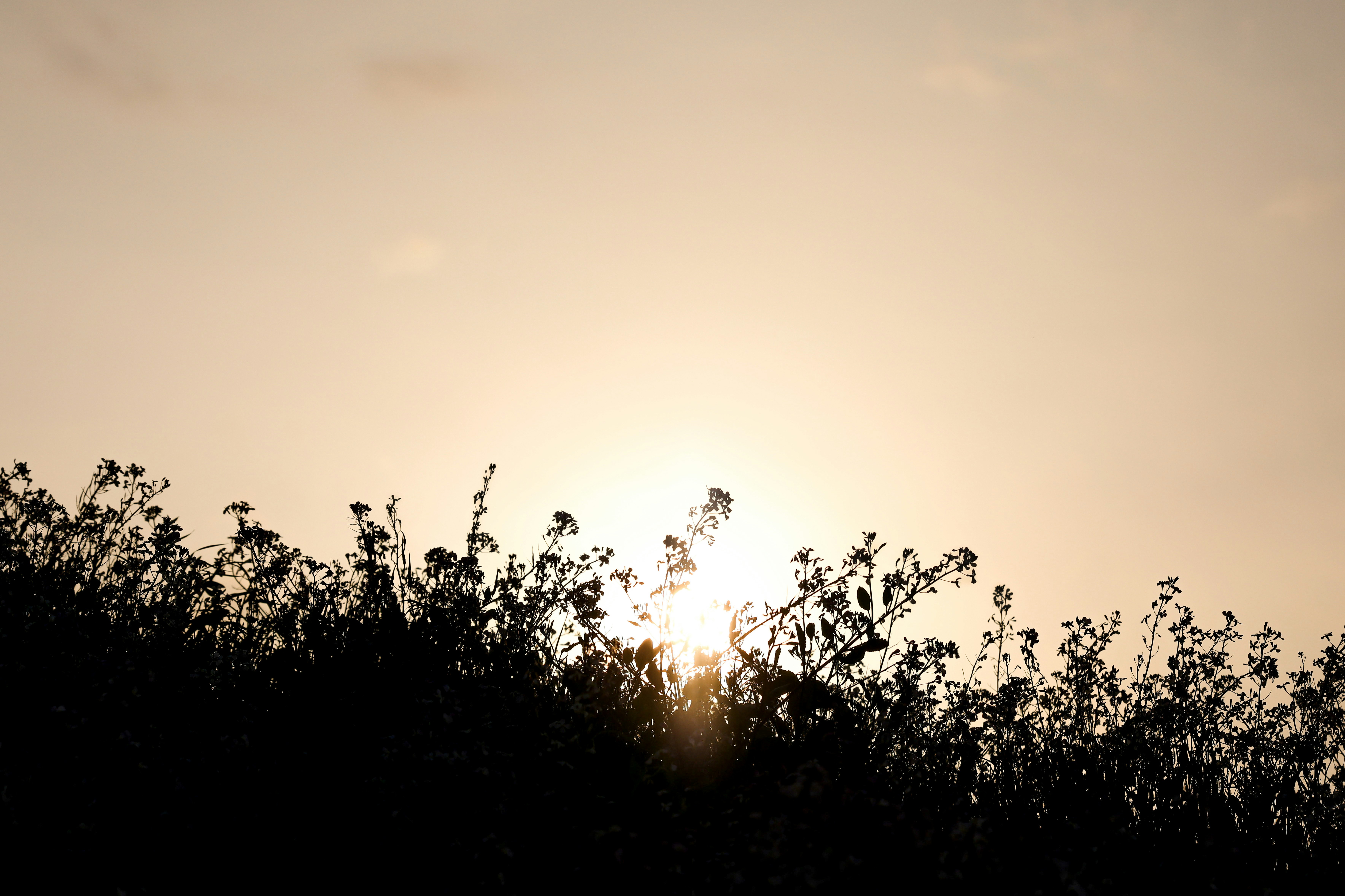 Silhouette di alberi illuminate dal tramonto