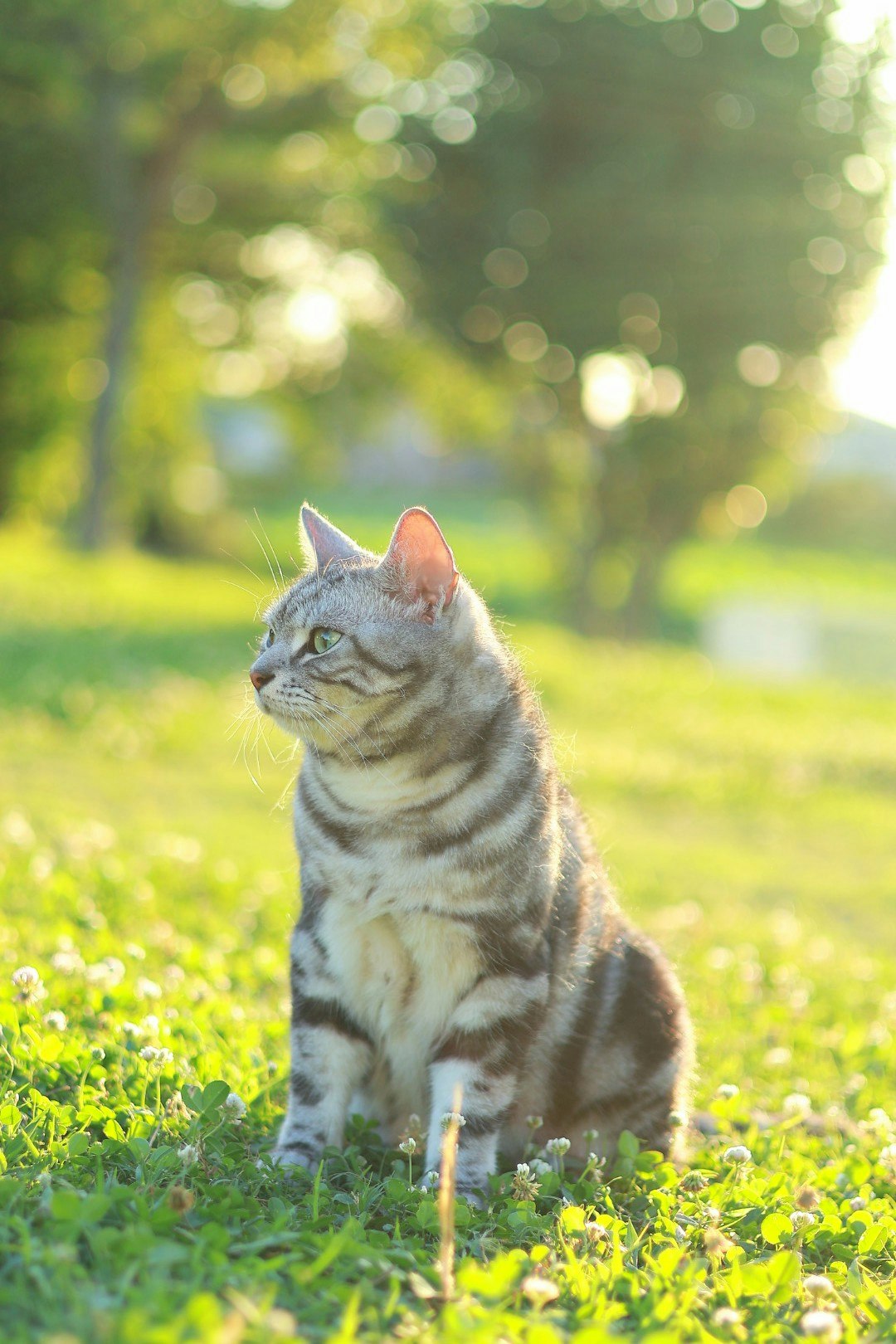 夕方の公園で草むらに座るアメリカンショーヘアーの猫