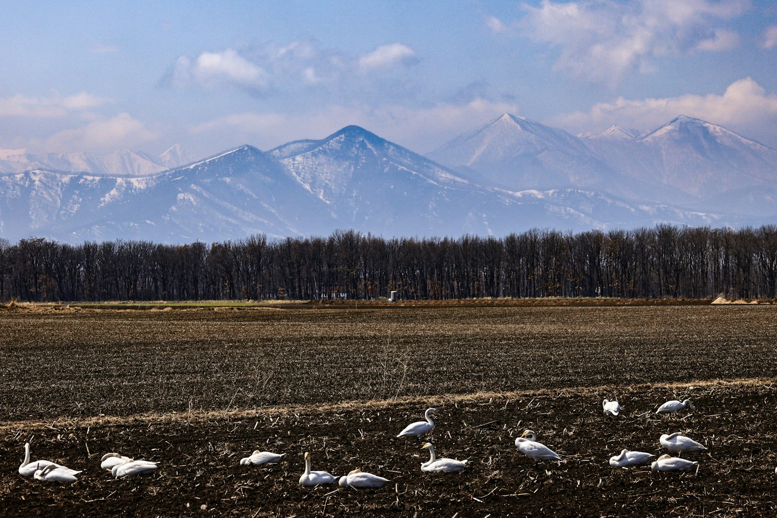 Landschaft mit Schwänen auf einem Feld und schneebedeckten Bergen im Hintergrund