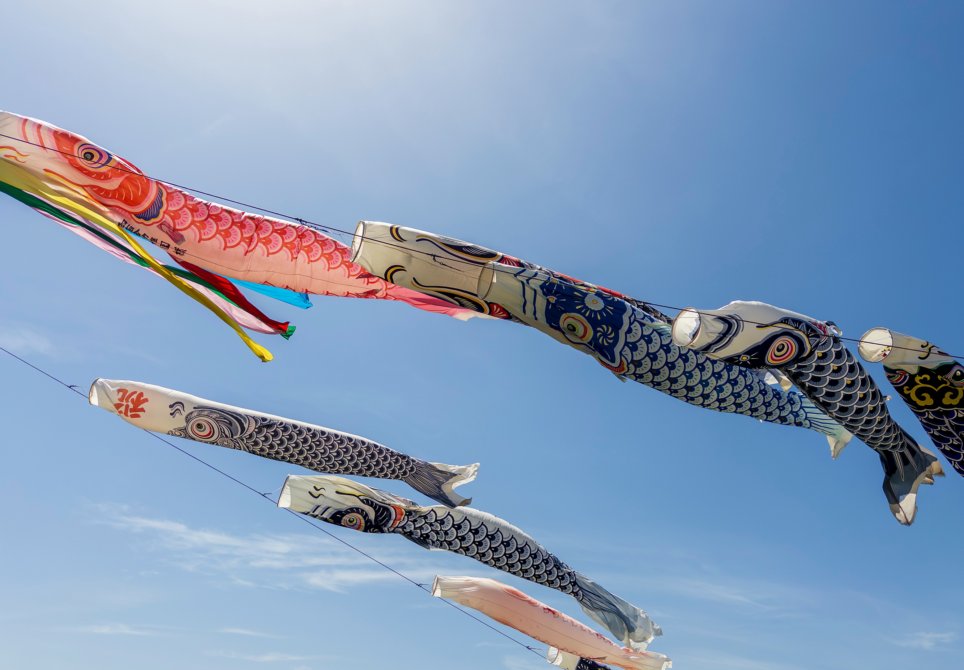 青空に泳ぐ鯉のぼり