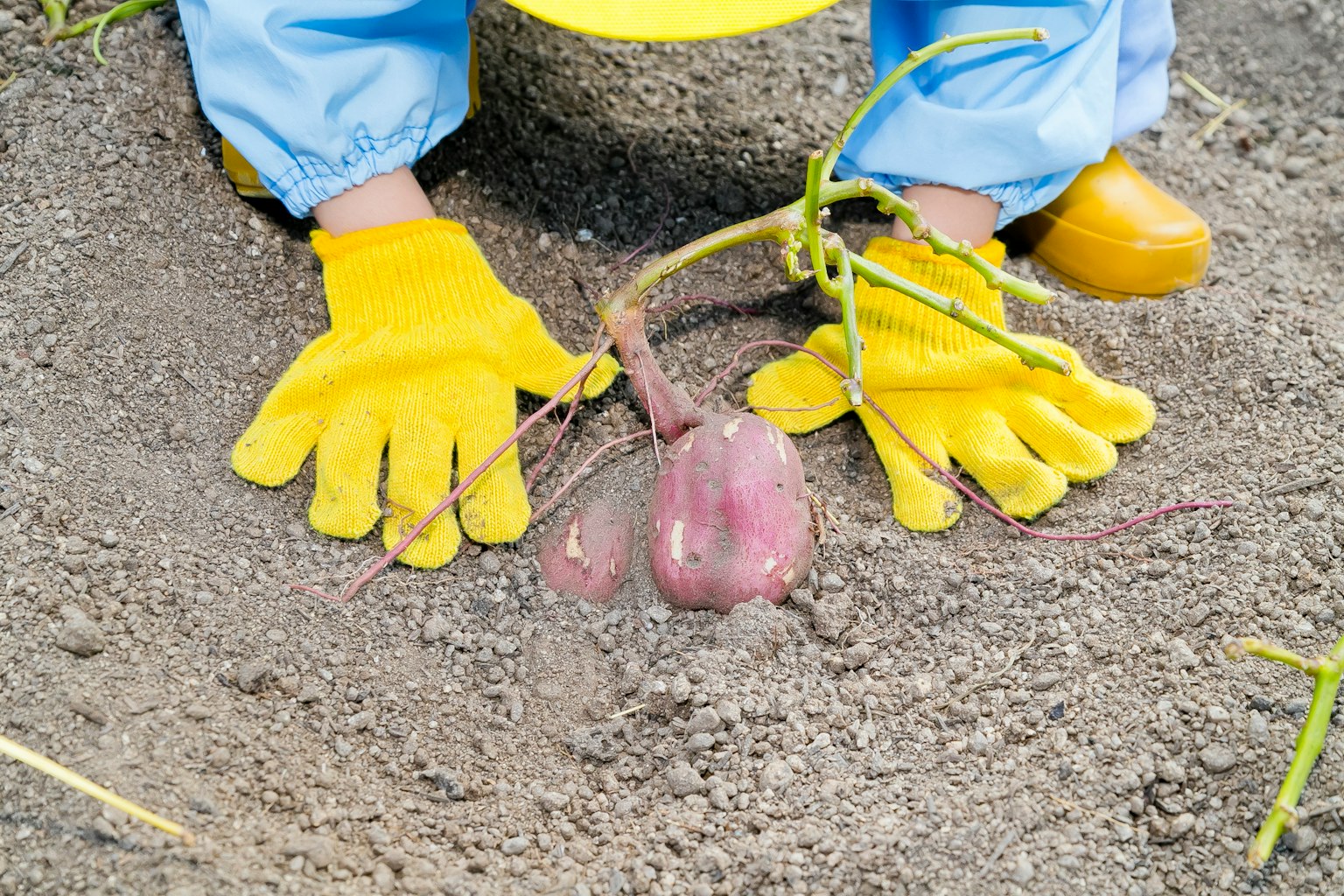 Una persona con guanti sta estraendo un ortaggio viola dal terreno