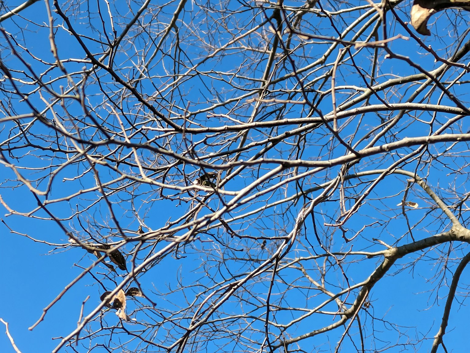 Silhouette von dünnen Baumästen vor blauem Himmel