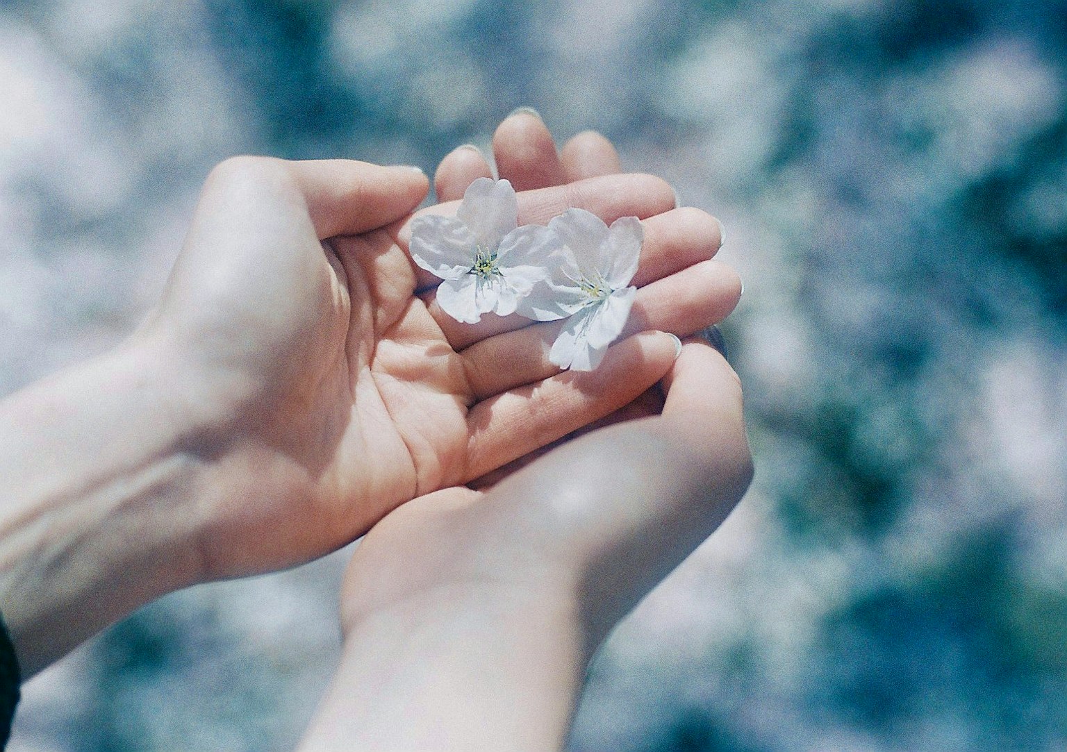 สองมือถือกลีบดอกไม้