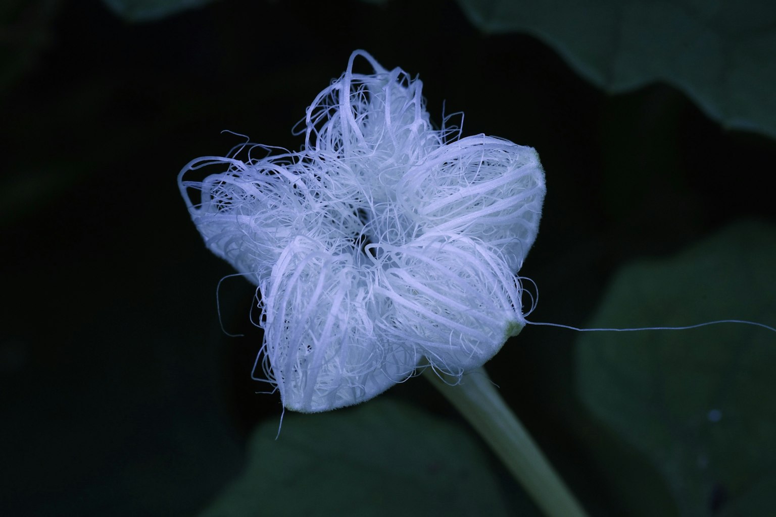 Un fiore bianco simile a un filo che sboccia sopra le foglie verdi