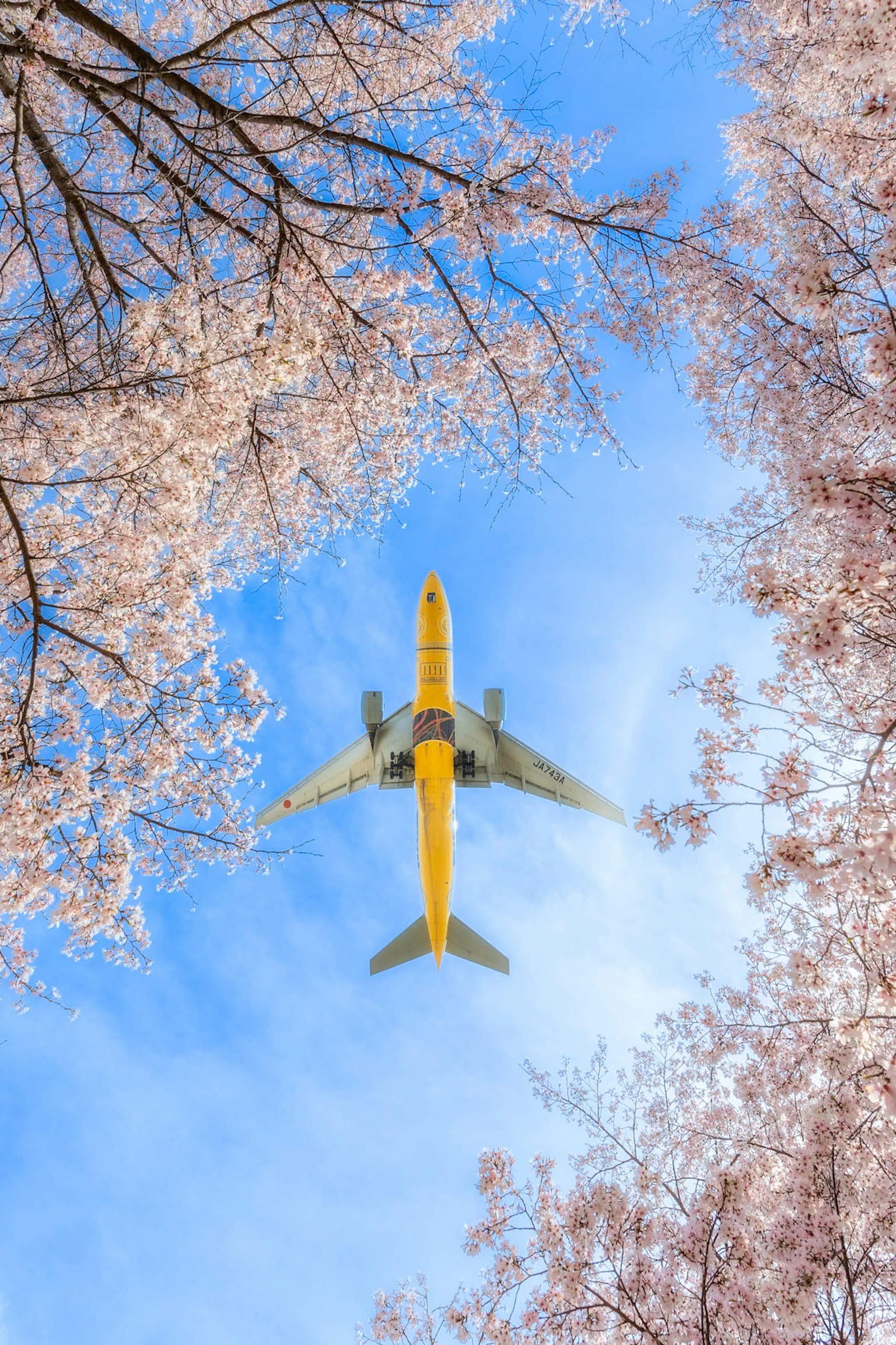 Yellow airplane flying through blue sky framed by cherry blossoms