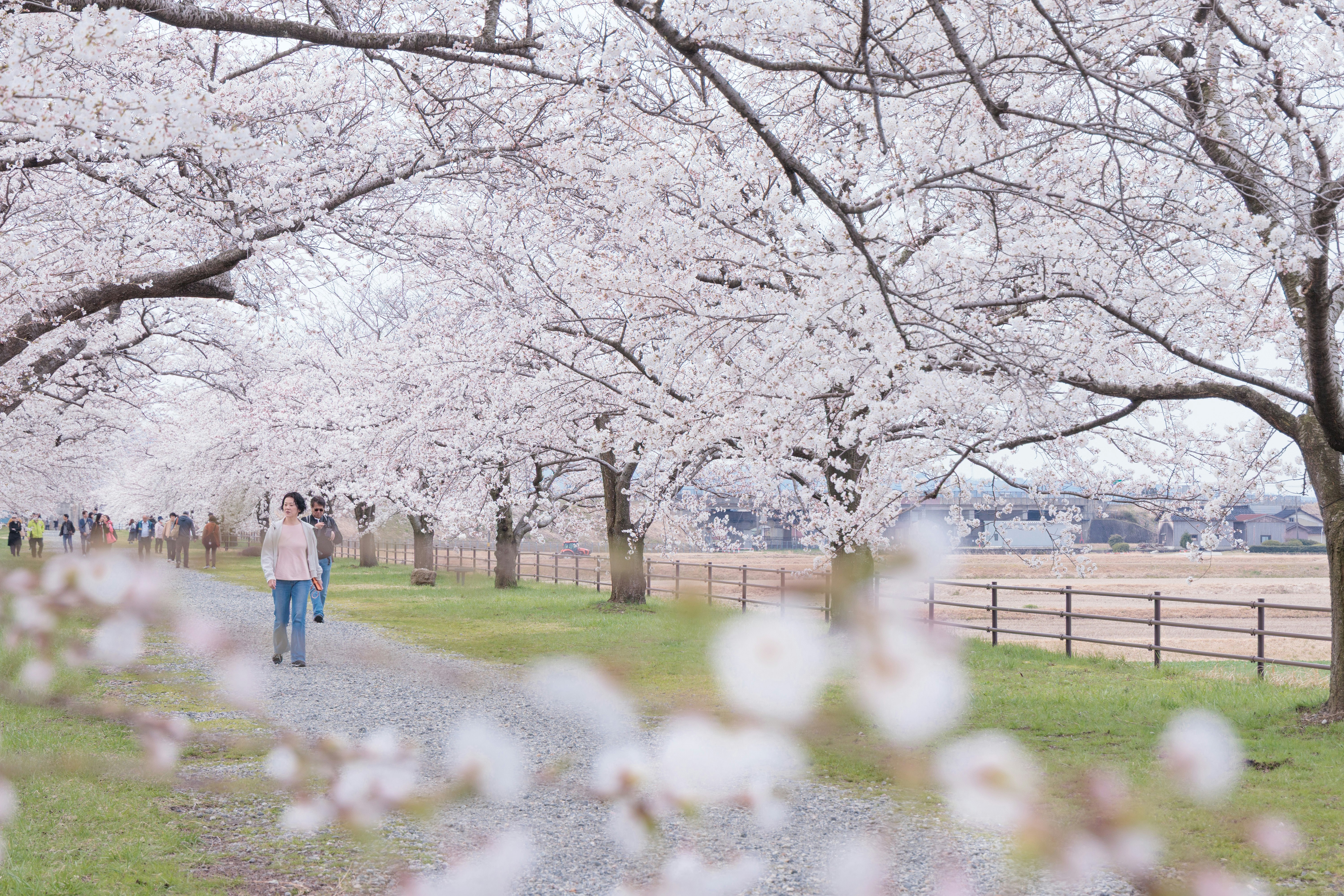 桜並木のトンネルと芝生の遊歩道