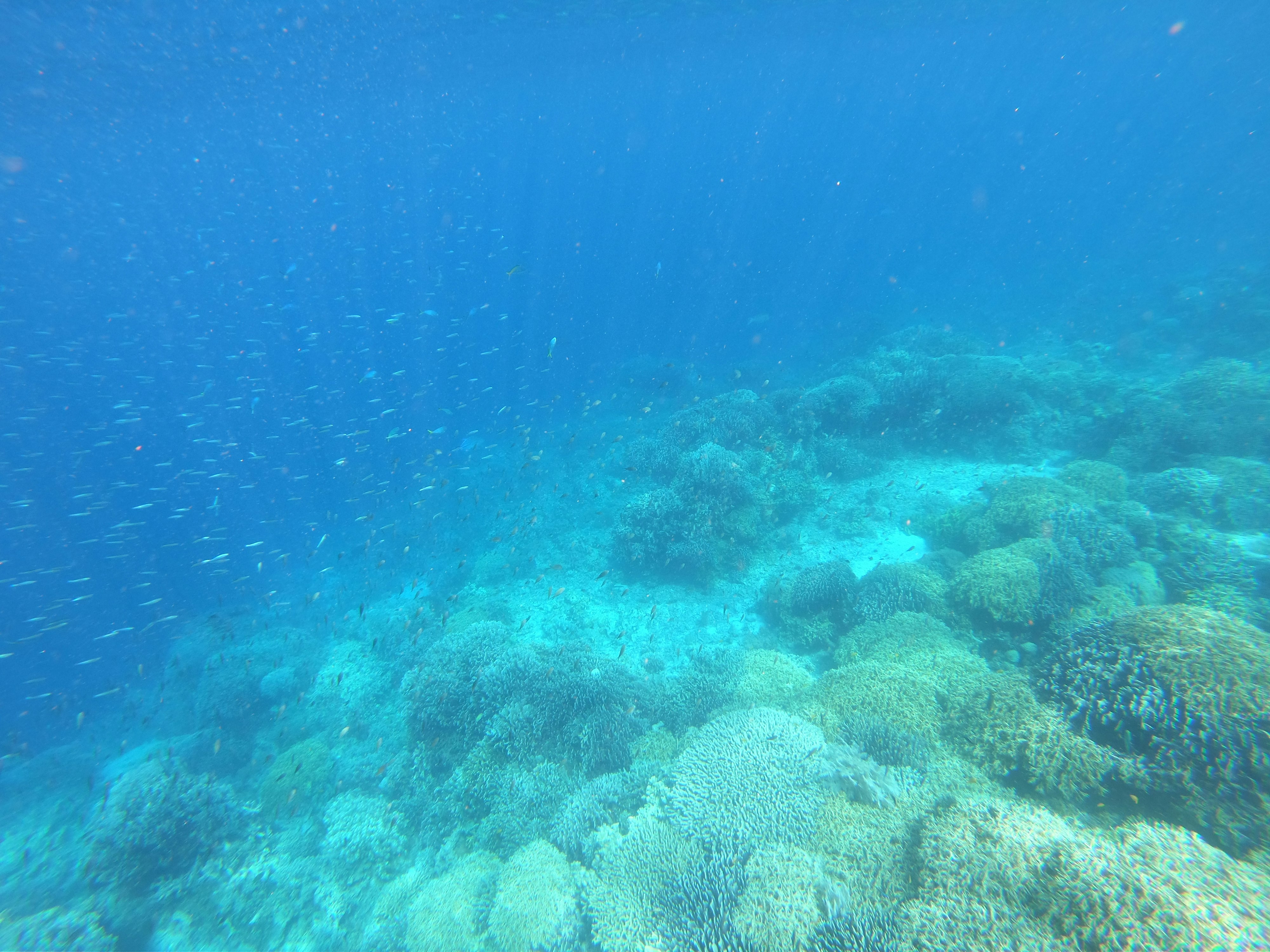 青い海中で広がるサンゴ礁の海底