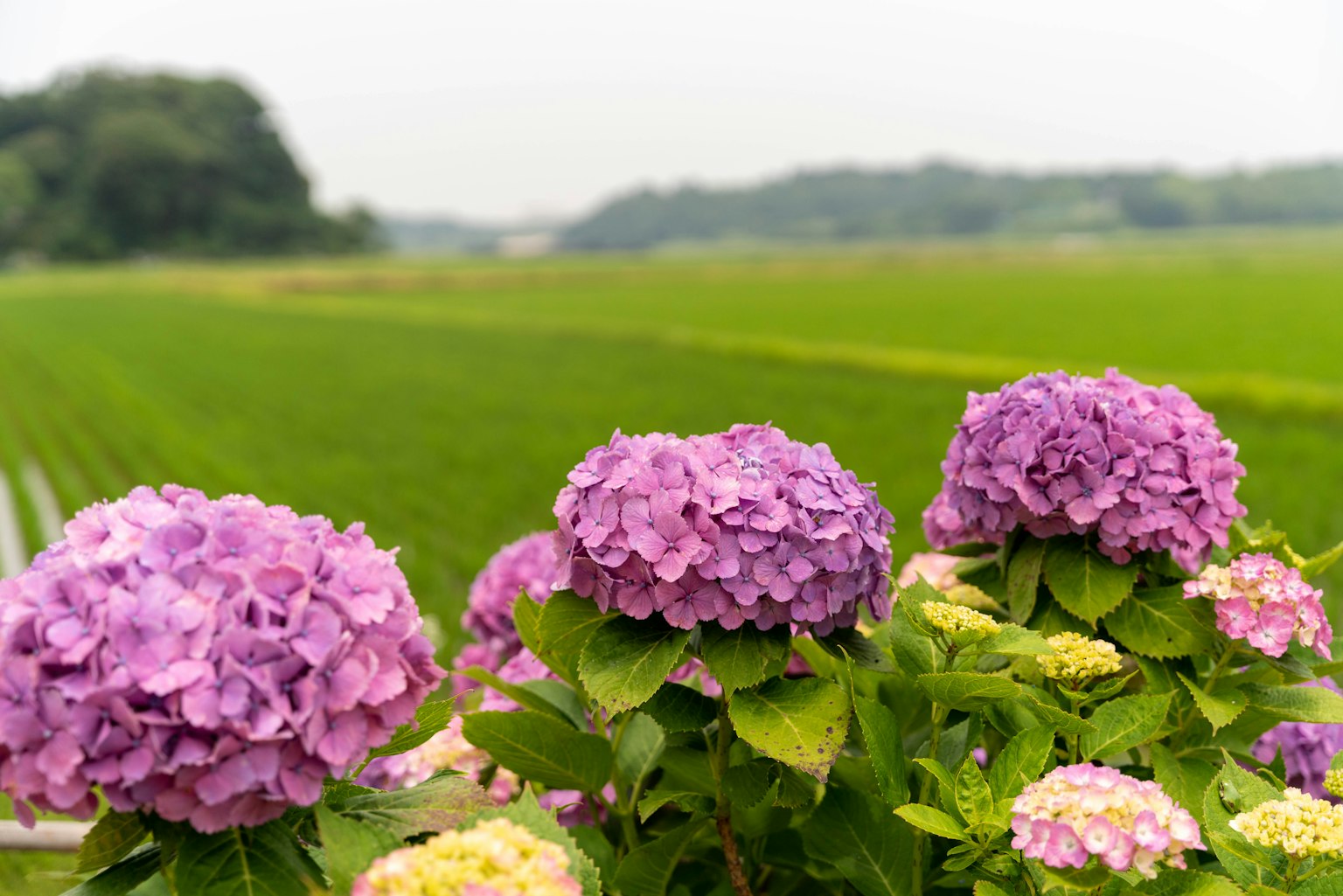 Des fleurs d'hortensia violettes et crème fleurissant près d'un champ de riz