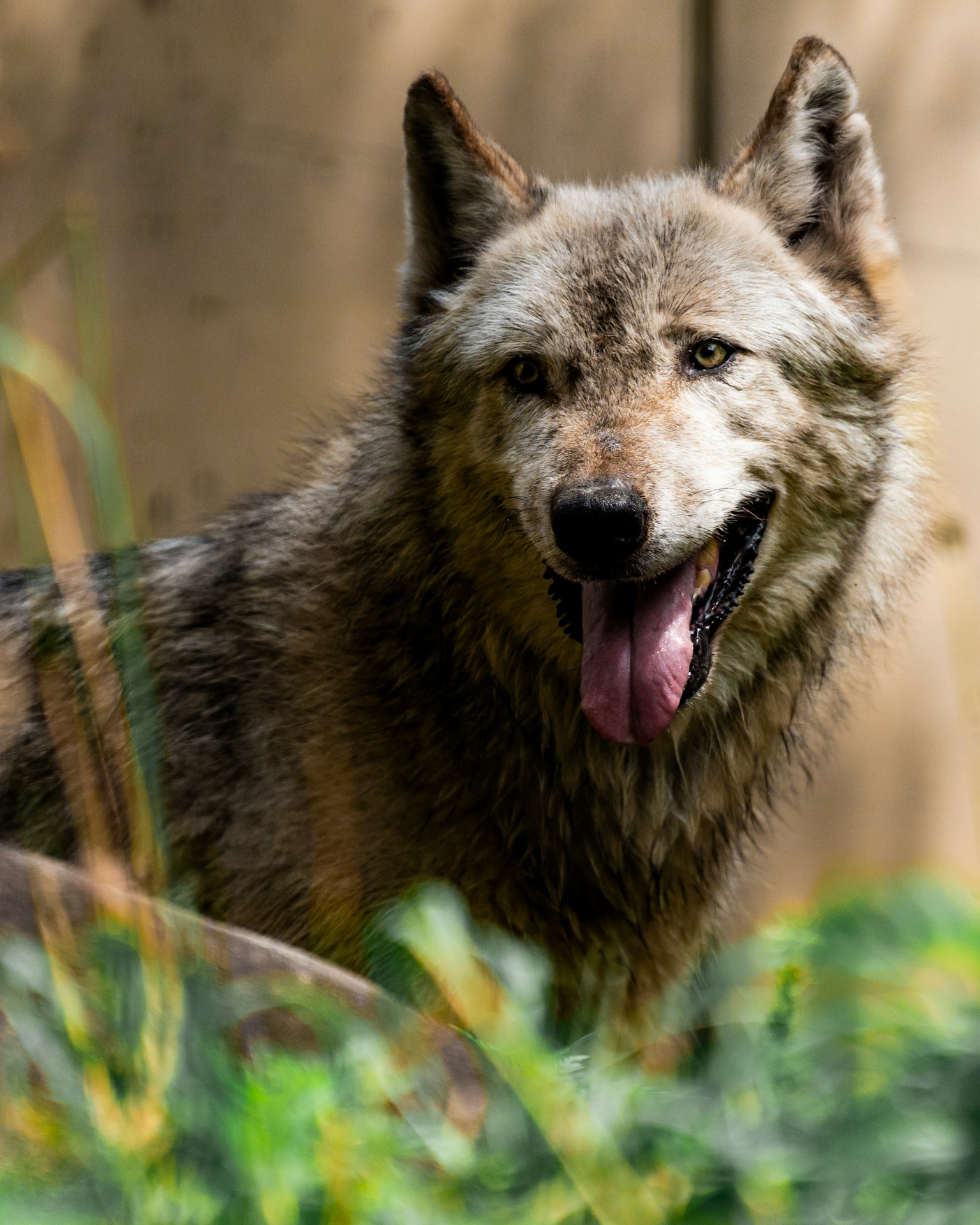 Wolf mit auffälligem Fell, der zwischen Grün steht