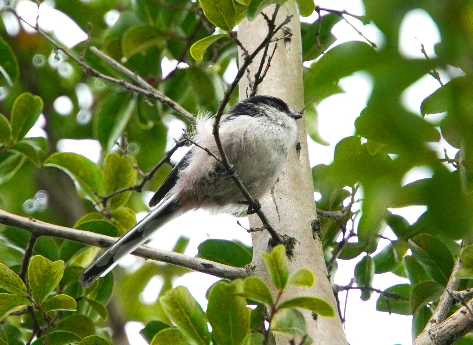 Un petit oiseau perché sur une branche entouré de feuilles vertes
