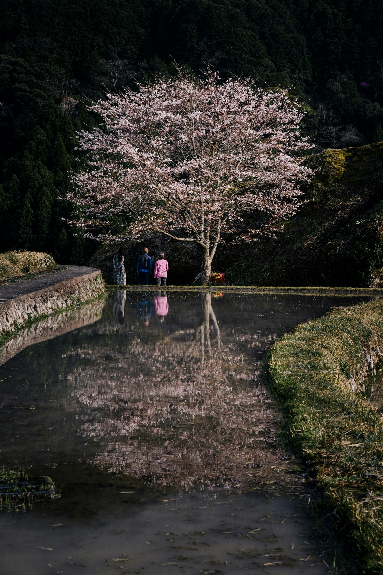 桜の木の下で家族が水面に映る池の前に立つ