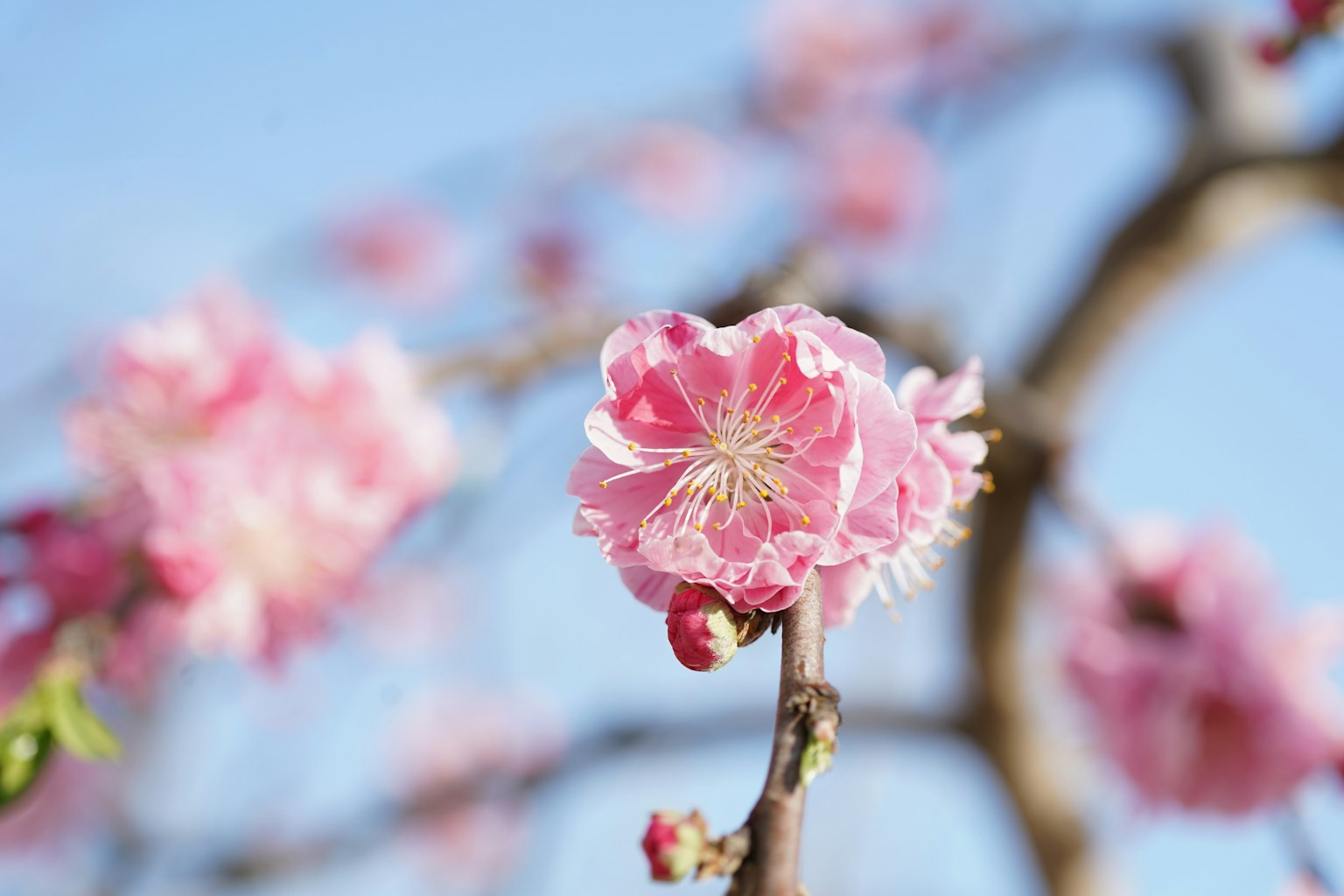 Superbes fleurs de prunier roses fleurissant sous un ciel bleu
