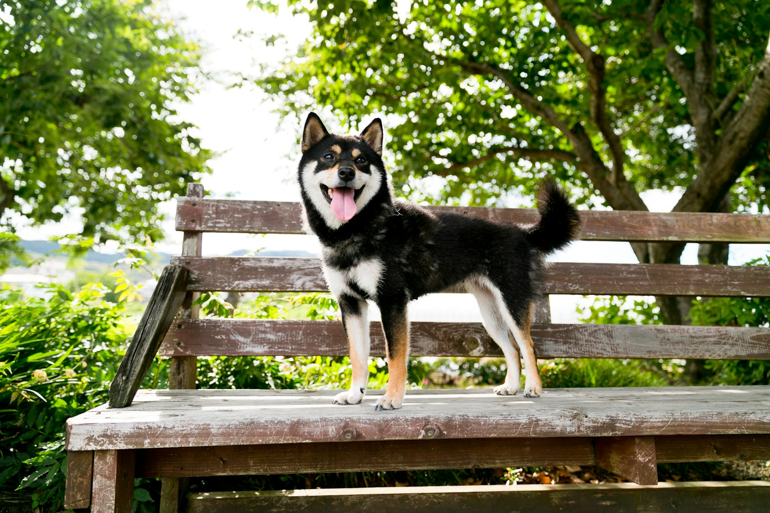 Cane in piedi su una panchina di legno sorridente Shiba Inu nero sfondo di alberi verdi