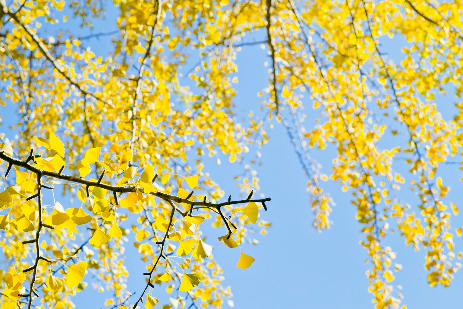 Cabang dengan daun kuning cerah bergetar di bawah langit biru