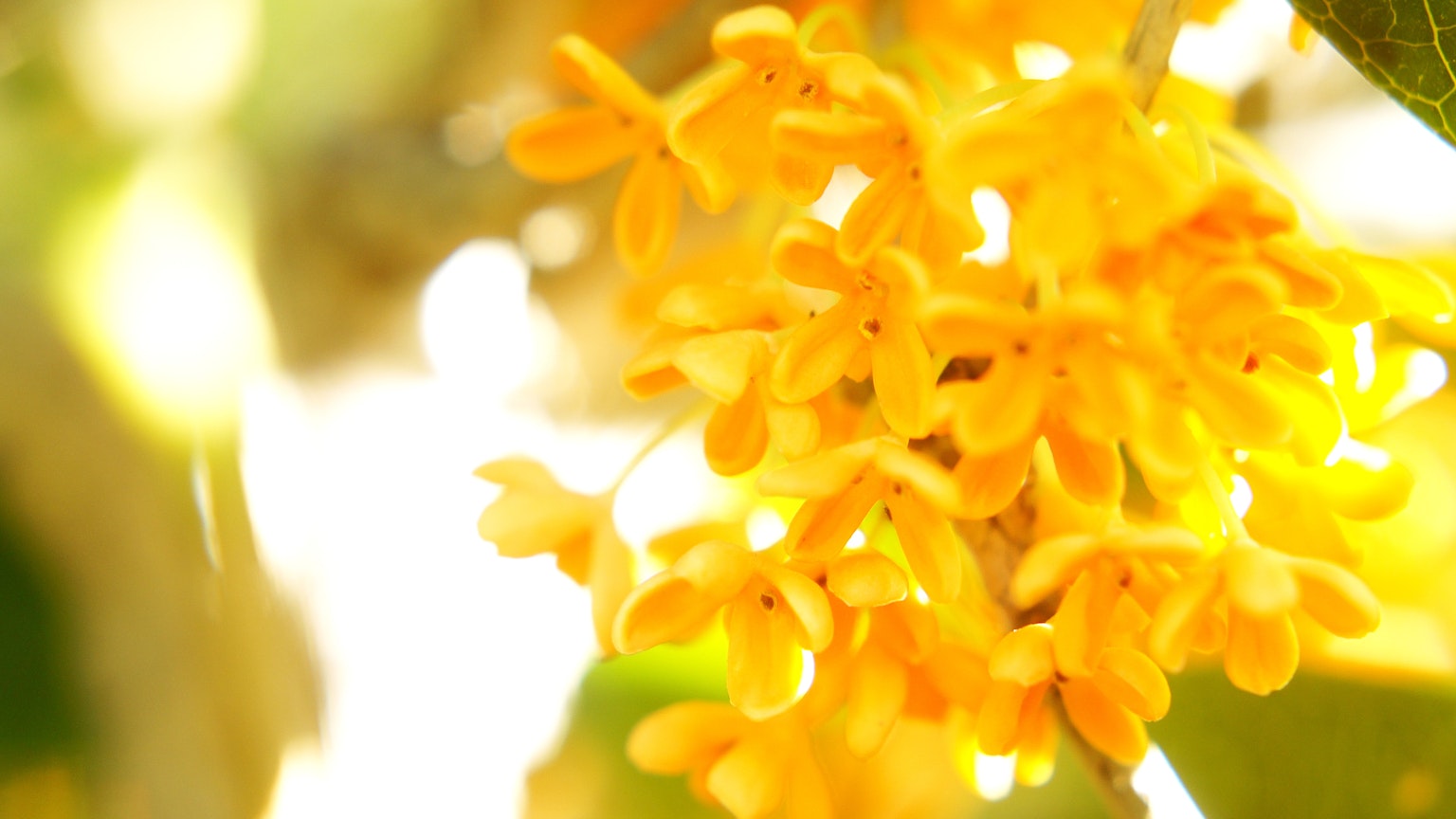 Un grupo de flores amarillas vibrantes en flor