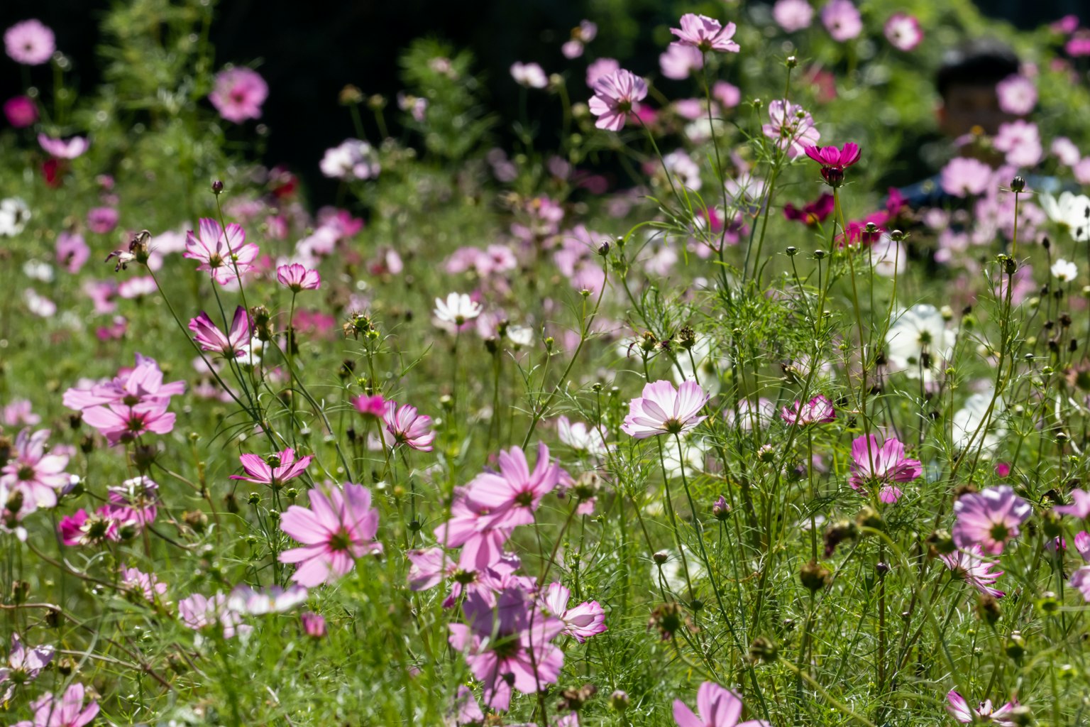 Ein lebhaftes Feld mit blühenden Kosmosblumen in Rosa und Weiß