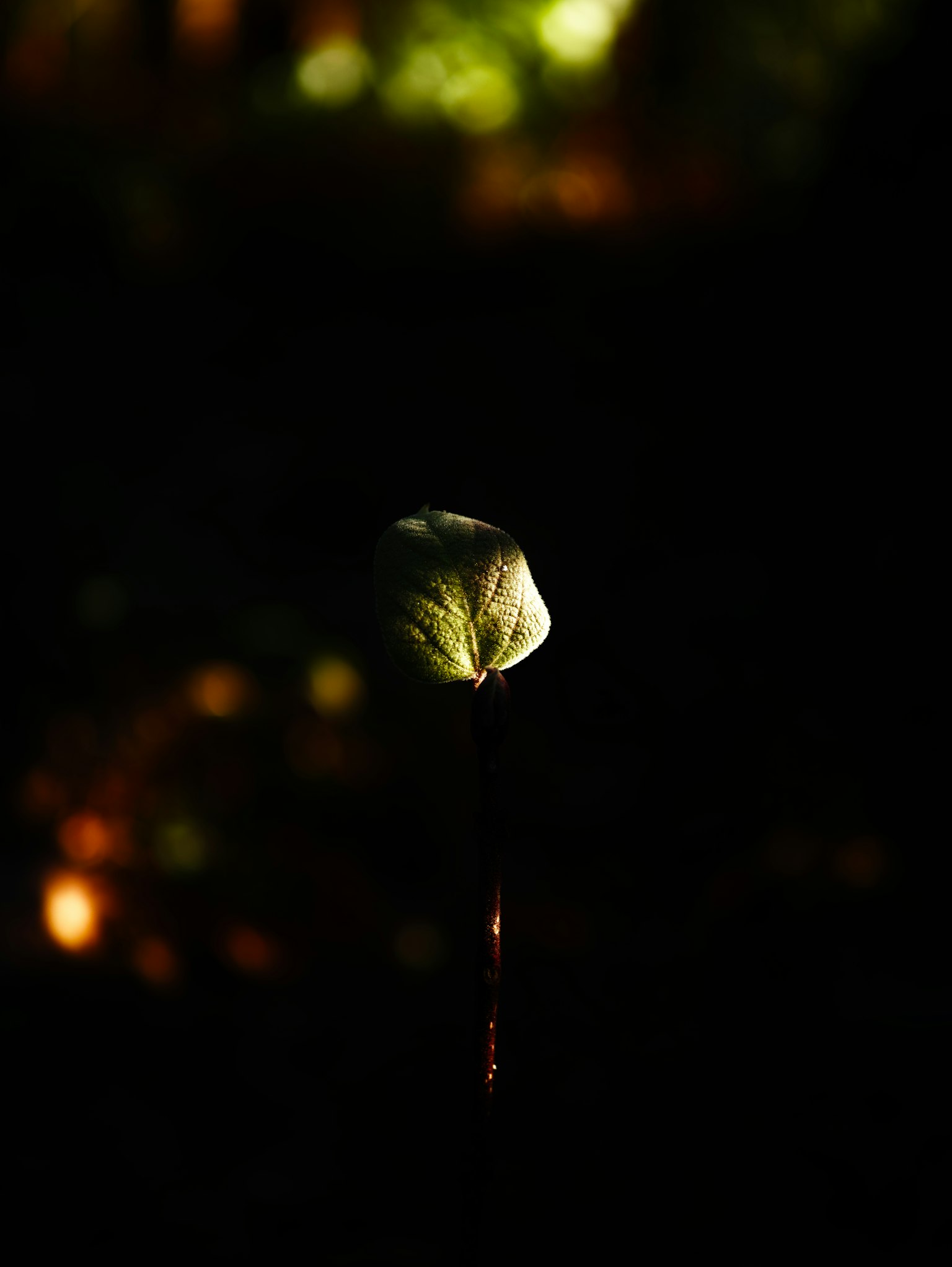 Acercamiento de un botón de flor brillando en la oscuridad