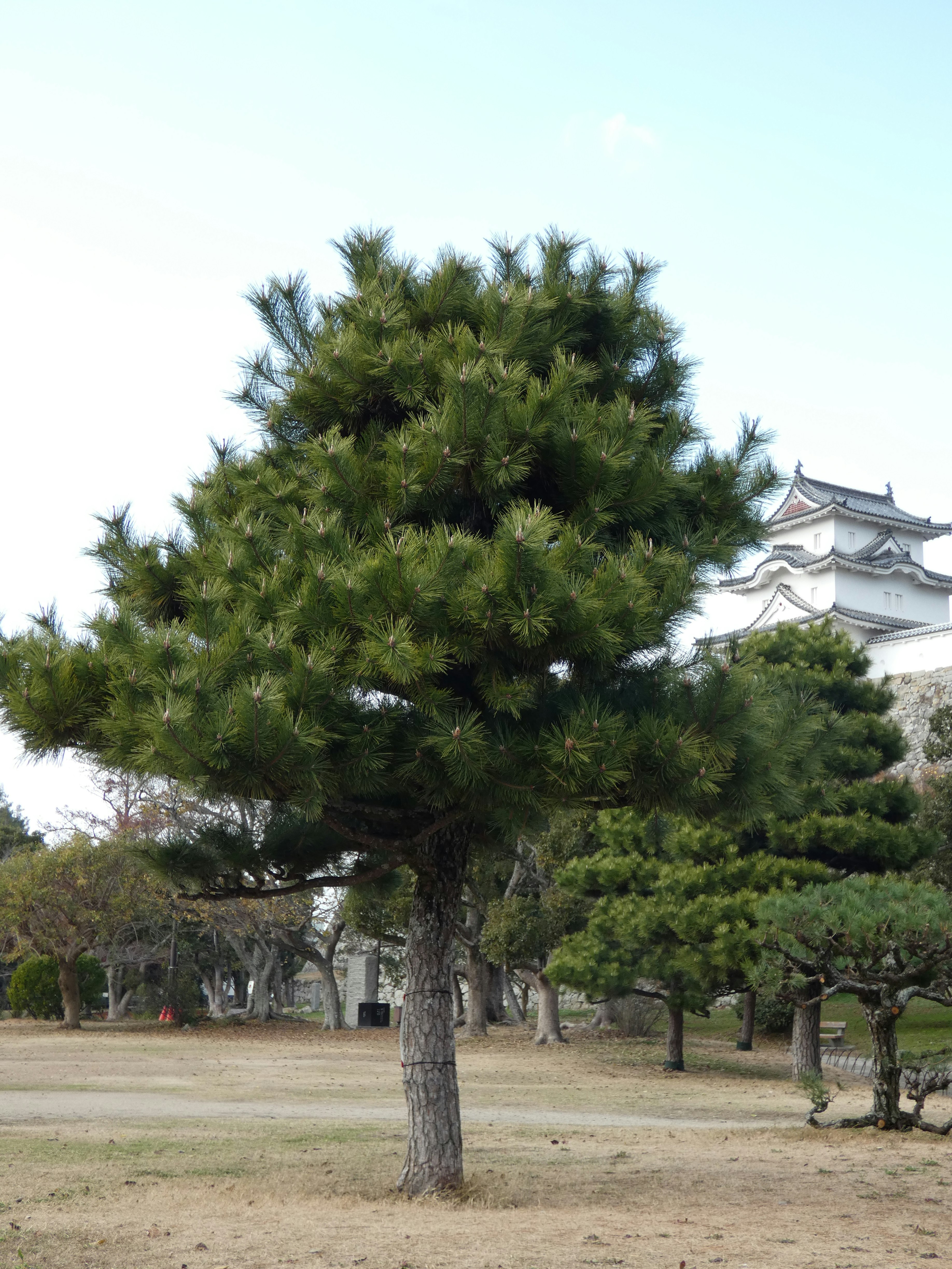 一棵松樹在藍天下