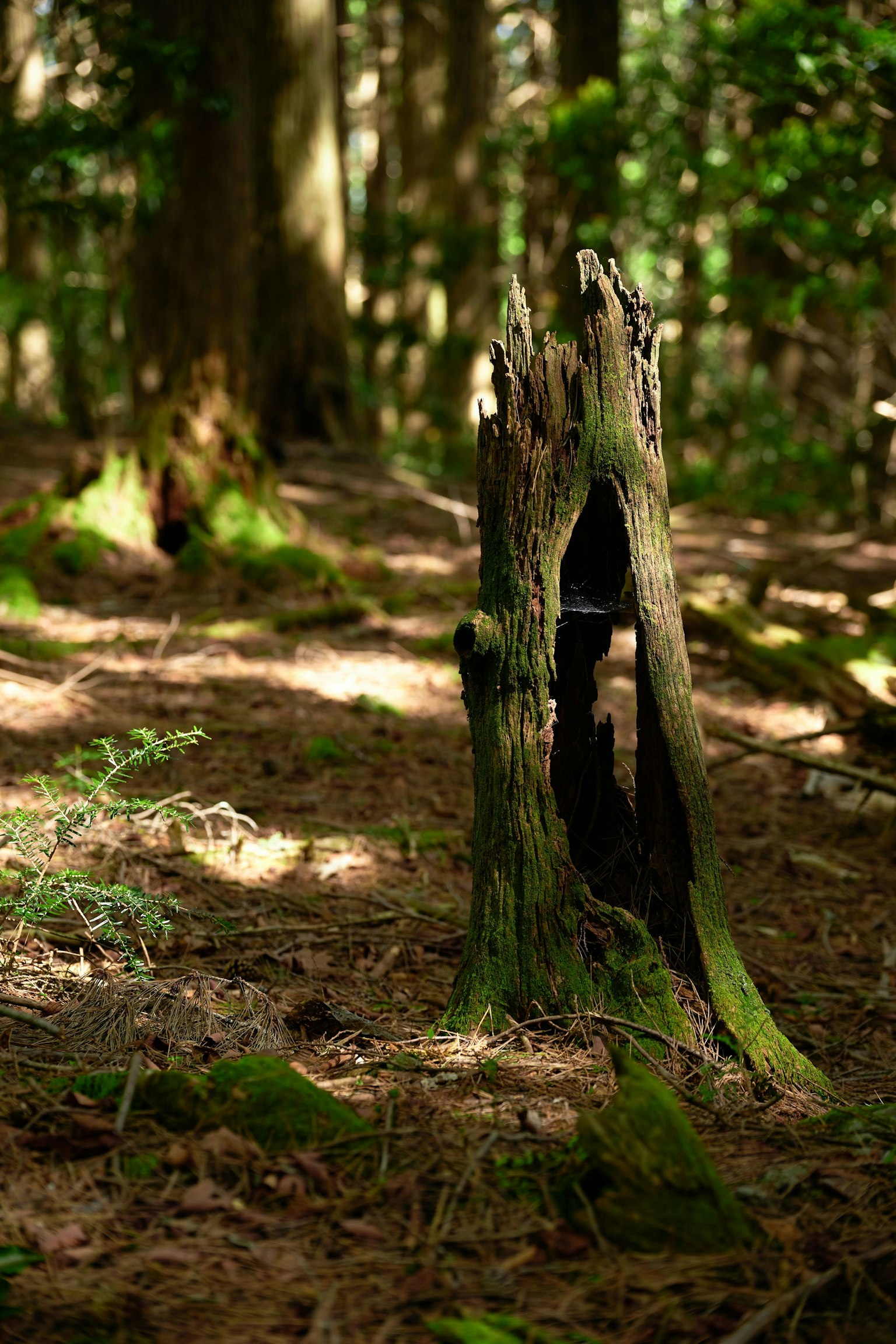 Souche d'arbre dans une forêt avec de la mousse et une lumière douce