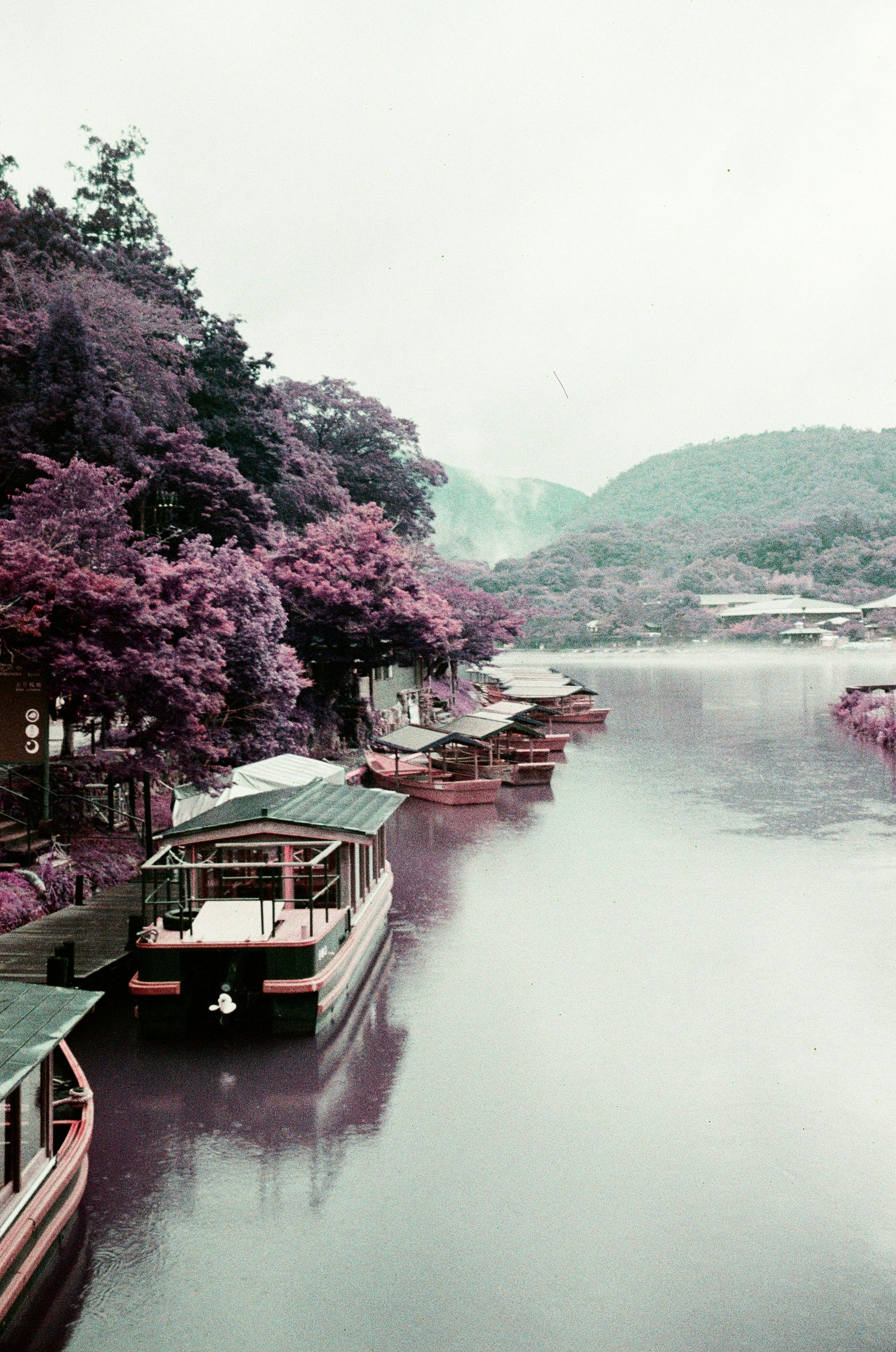 桜並木と川沿いの屋形船が並ぶ川岸の風景