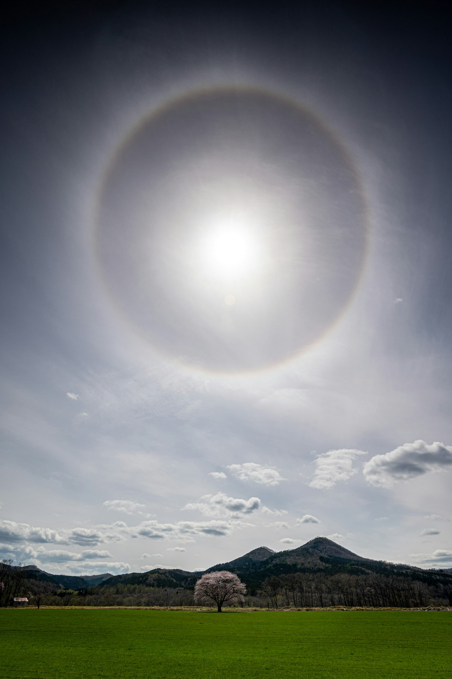 Eine wunderschöne Landschaft mit einem Kirschbaum und einem großen Halo um die Sonne