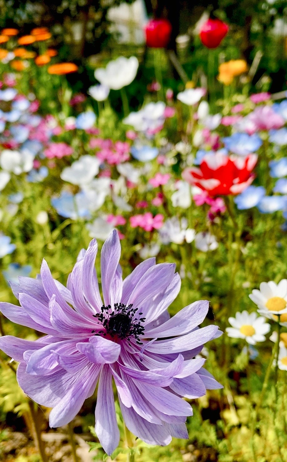 色とりどりの花壇の花々