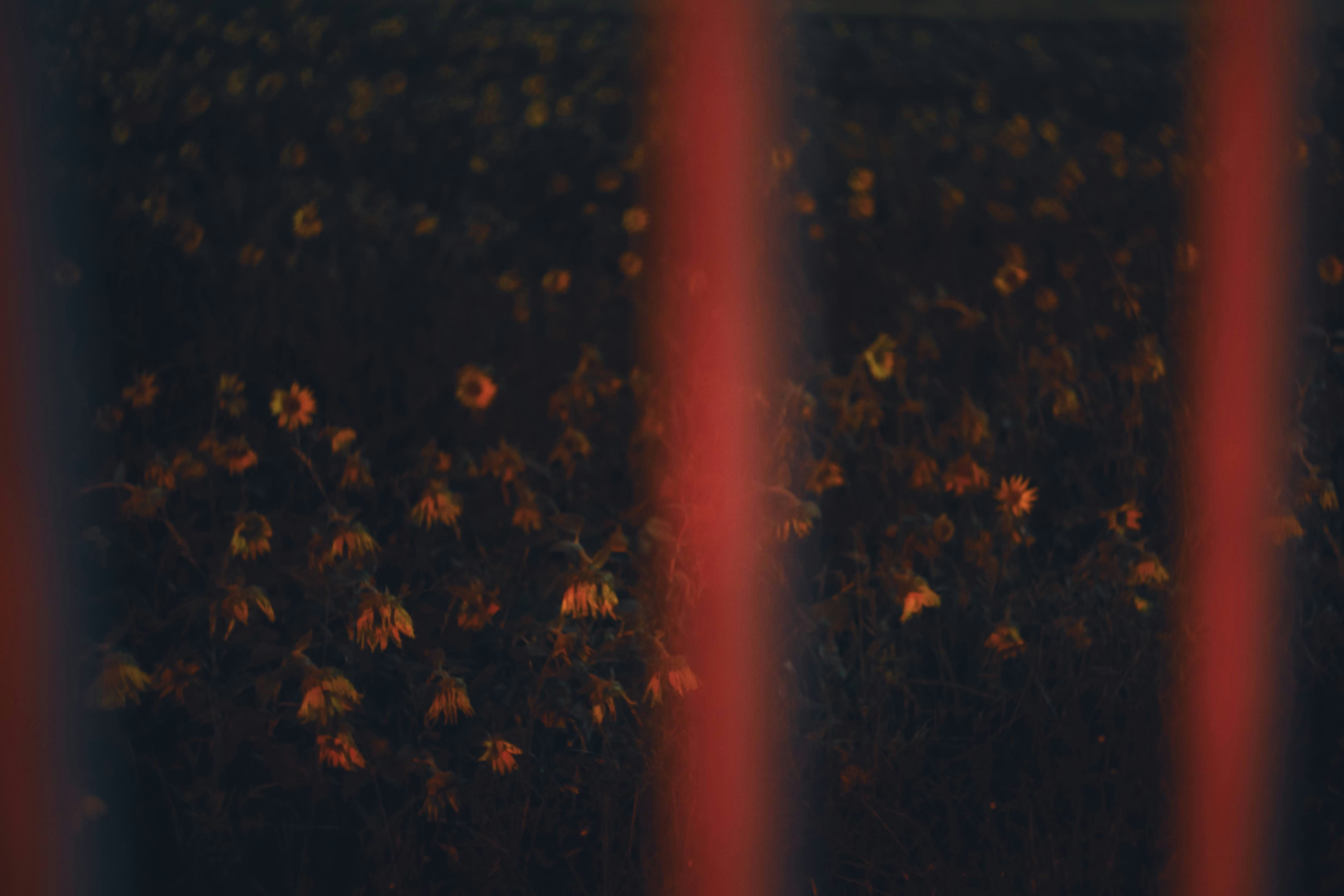 暗い背景にオレンジ色の花が見える画像で赤い縦の線が前景にある