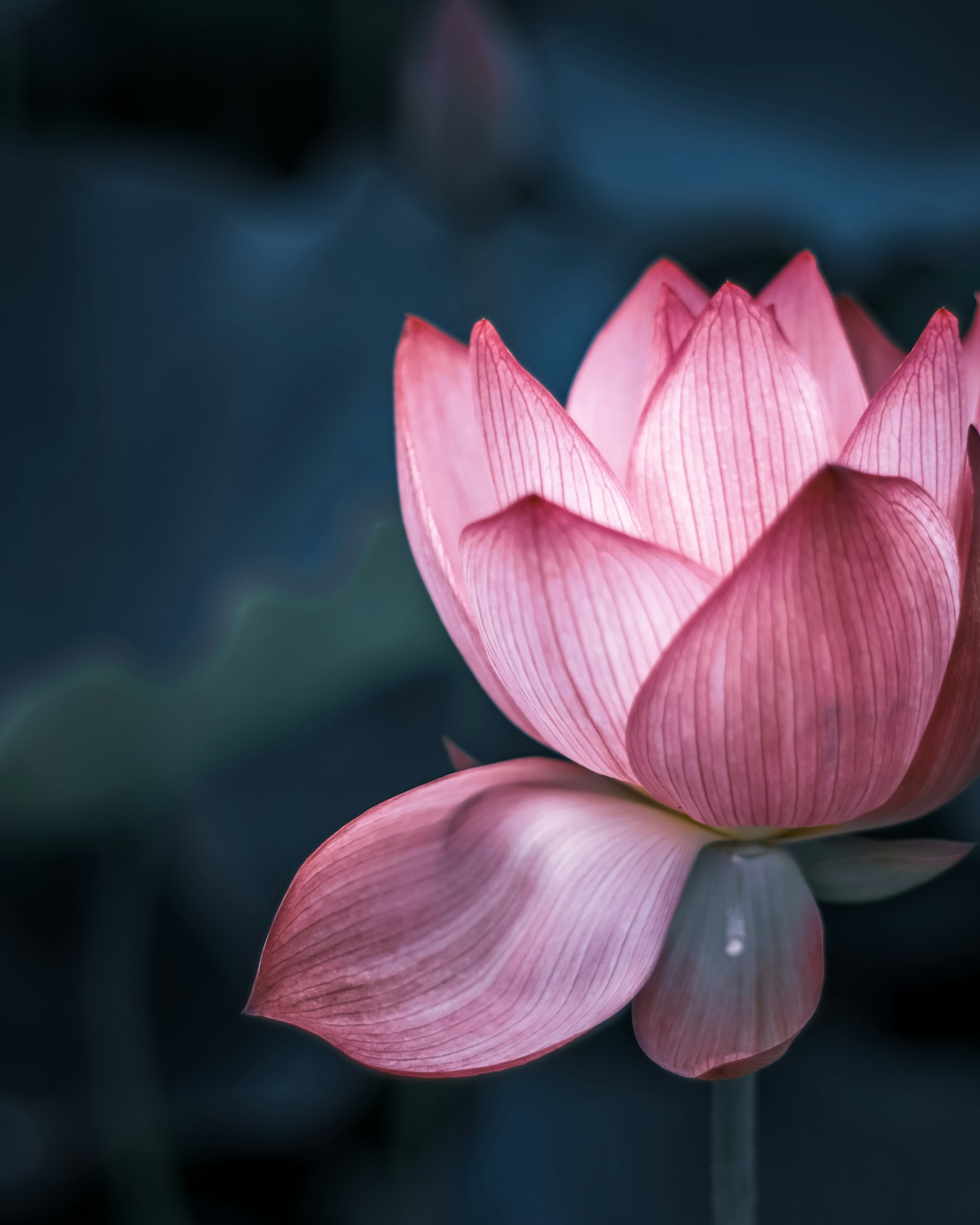 A beautiful pink lotus flower stands out against a blue background