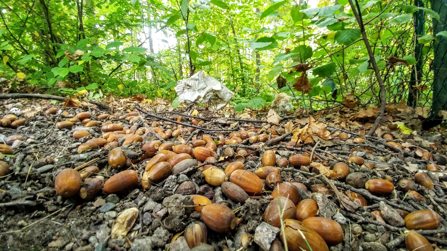 森林環境中覆蓋著眾多橡子的大地